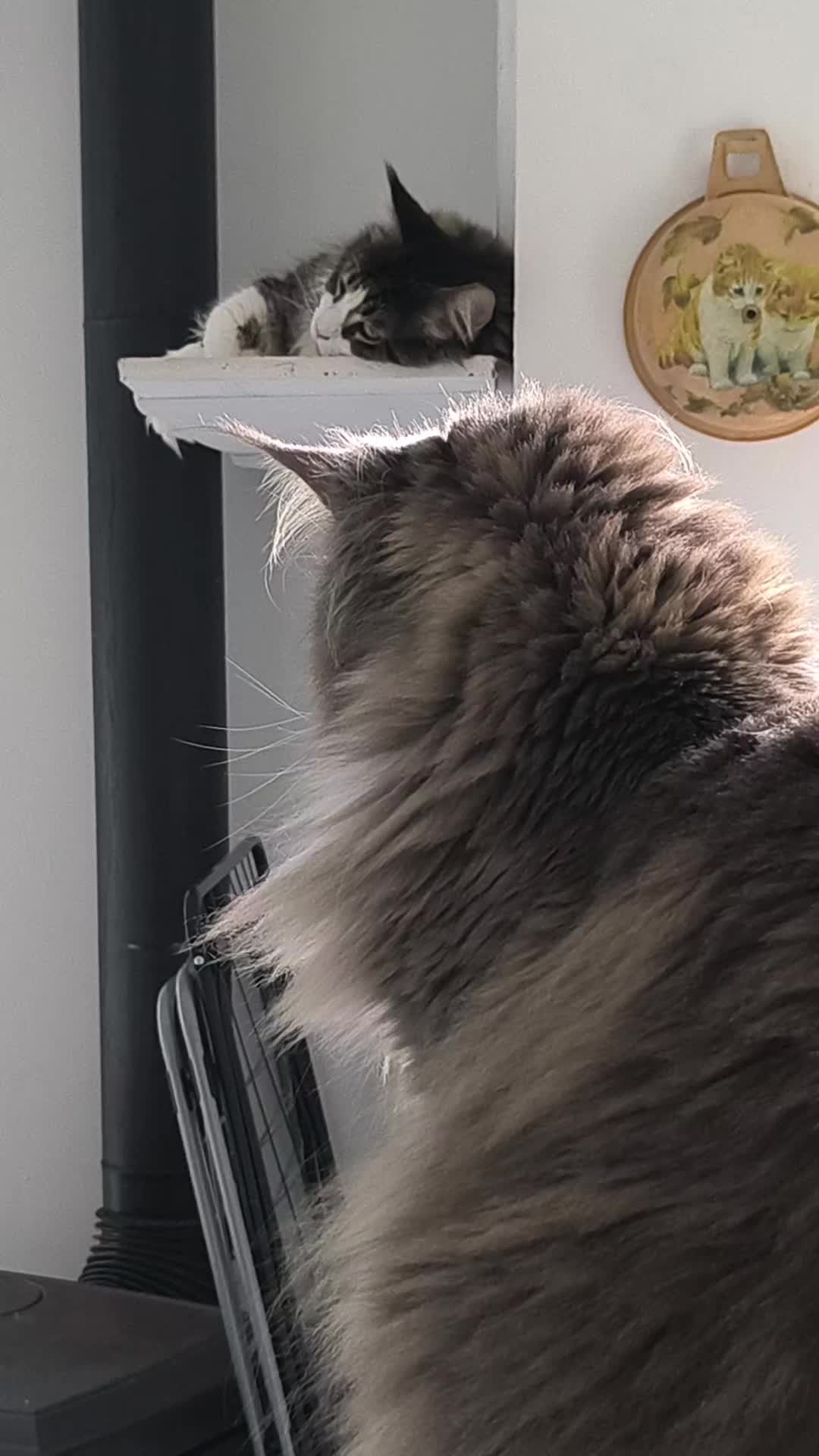@TiTi.l'amour.des.animaux 🎙️