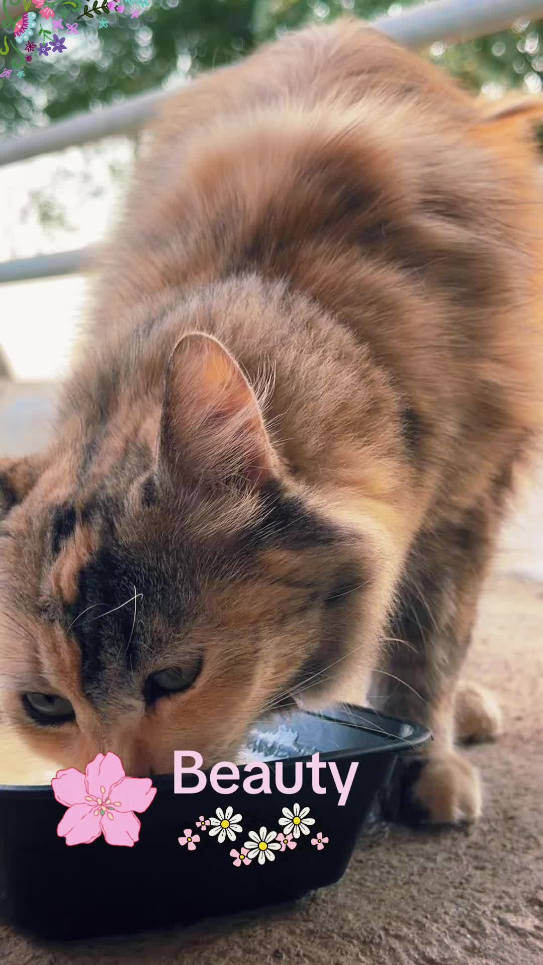 @Amri Gatitos