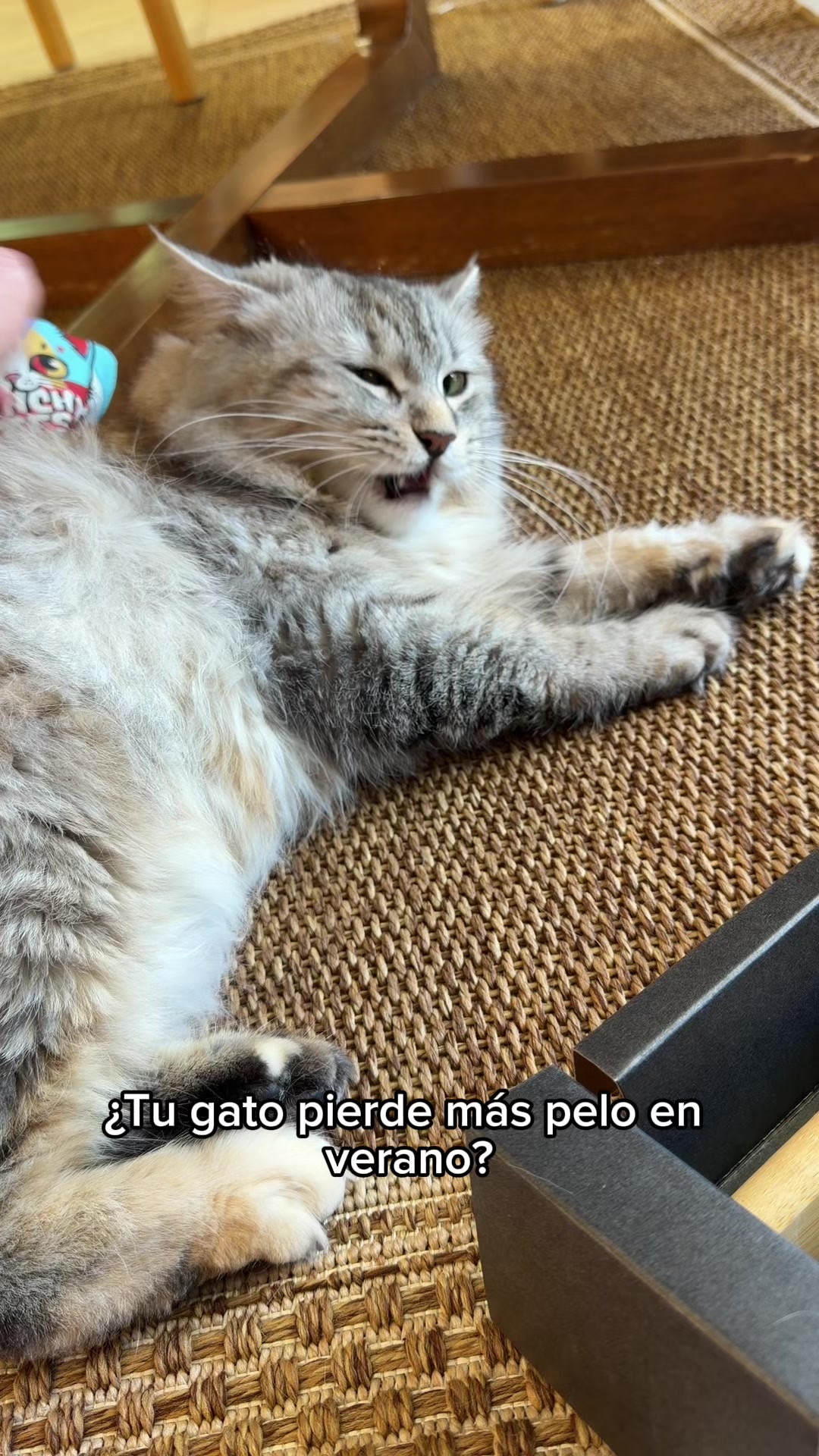 @Bobtopbarcelona