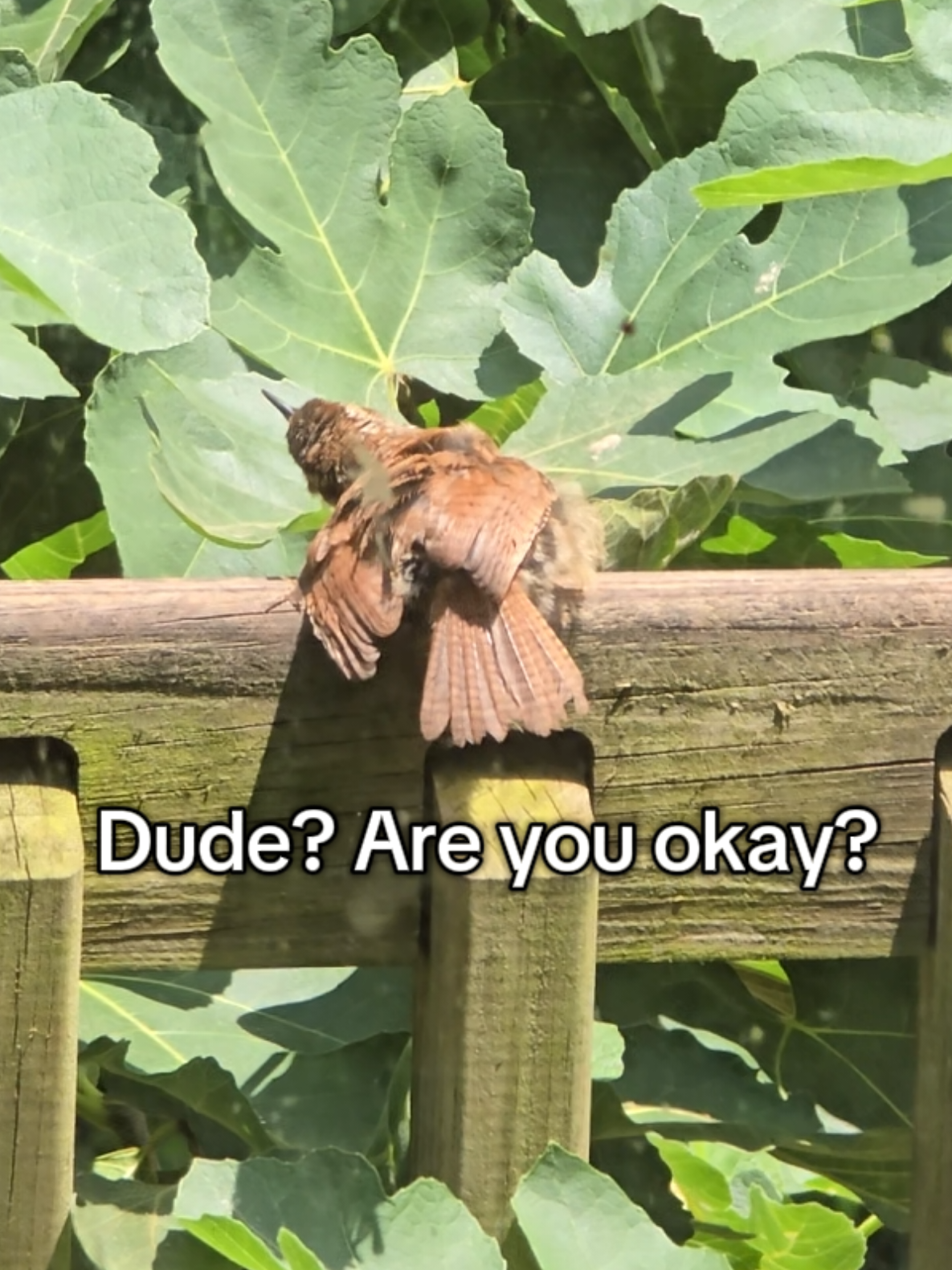 @ivywisteriawild🐝🌿
