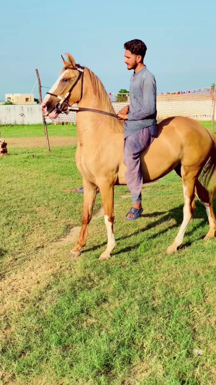@Ch Hammad bokan ♥️🐎