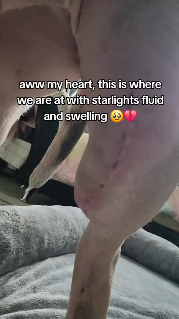 @kirsty+starlight the xl bully