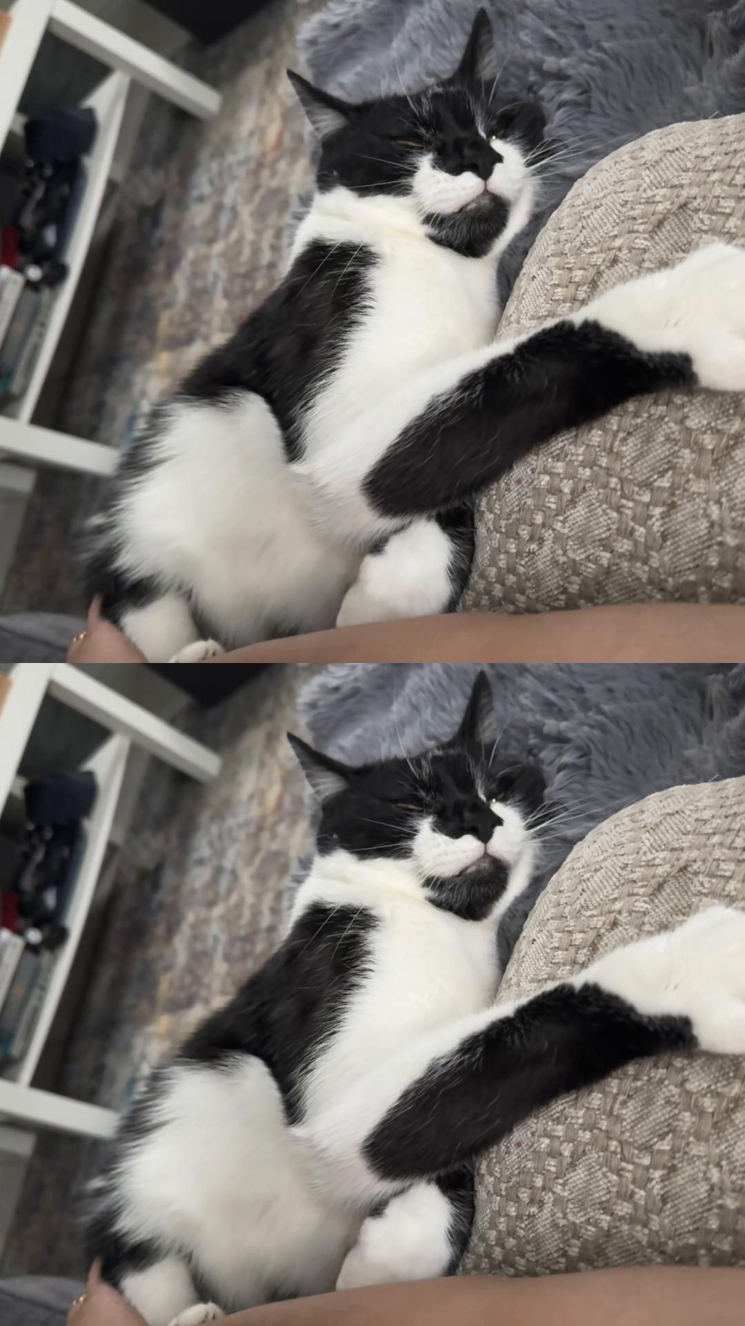 @Chibi.the.cat