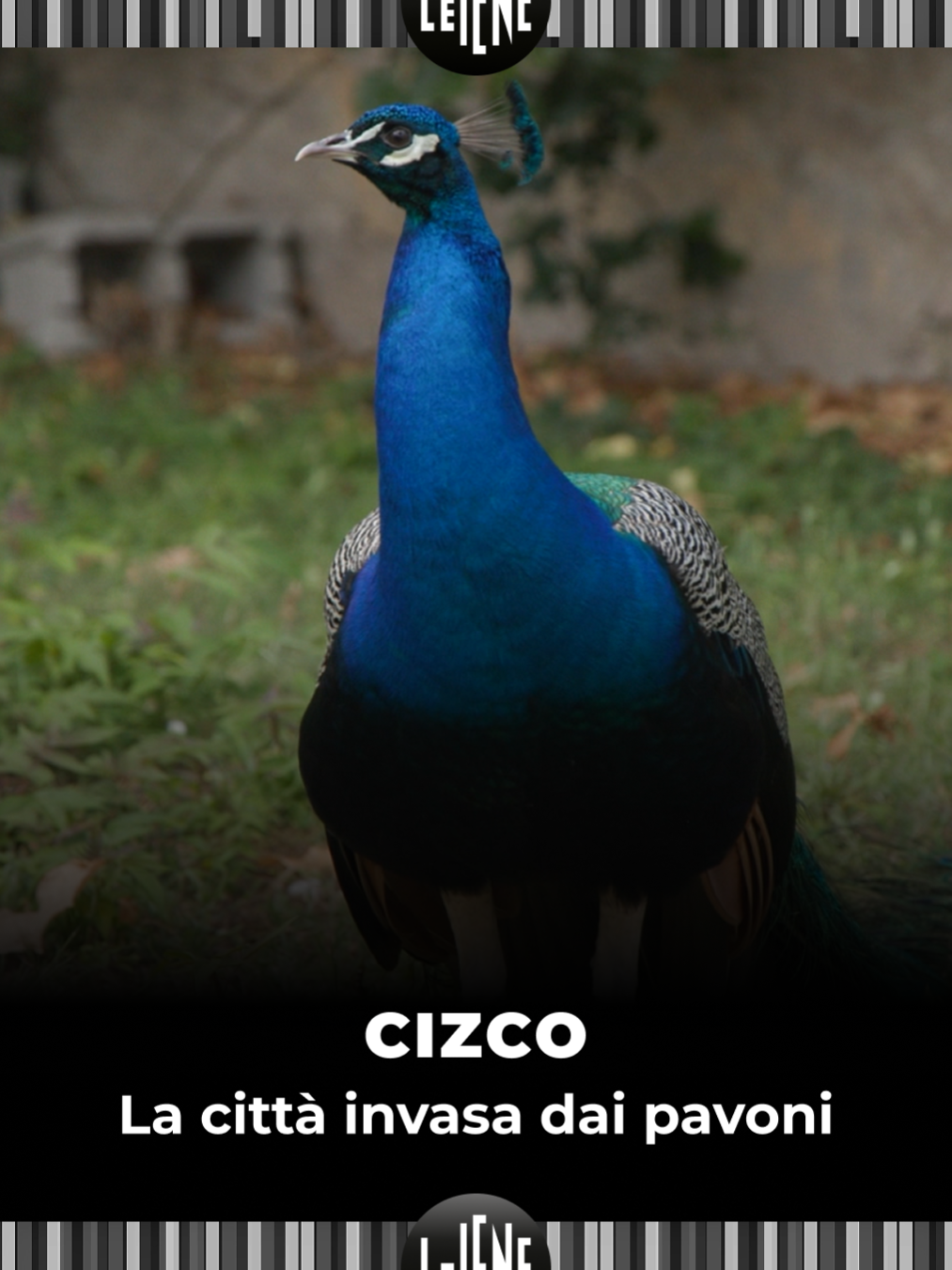 @redazioneiene