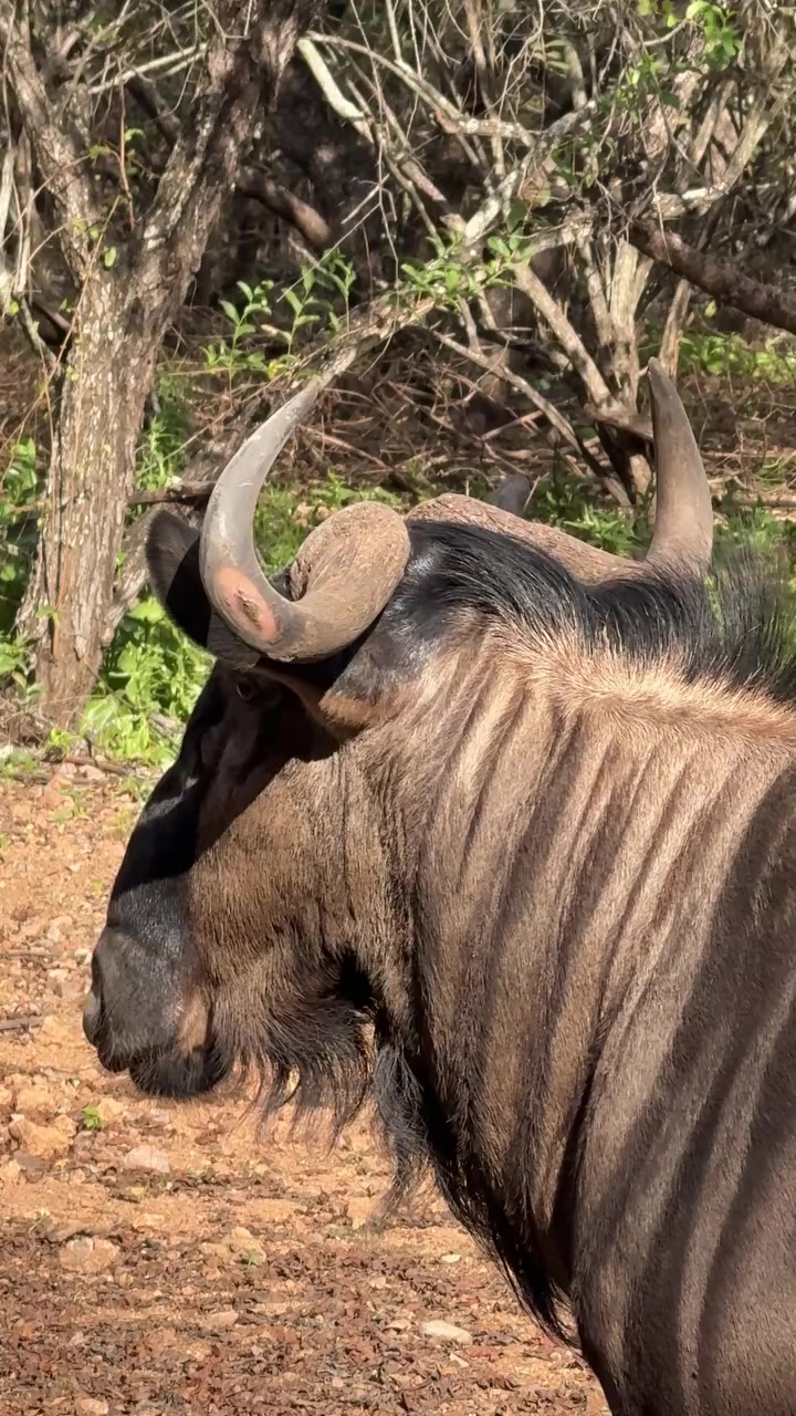 @Animals