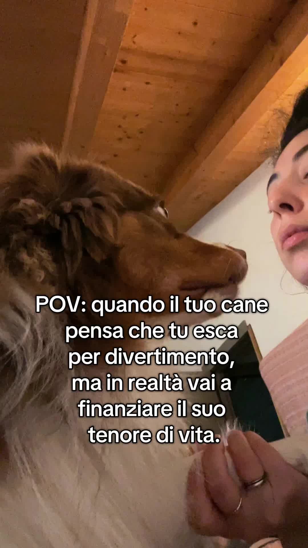 @Noeandfur 🐶🐾