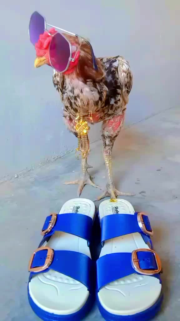 @Ayam 2