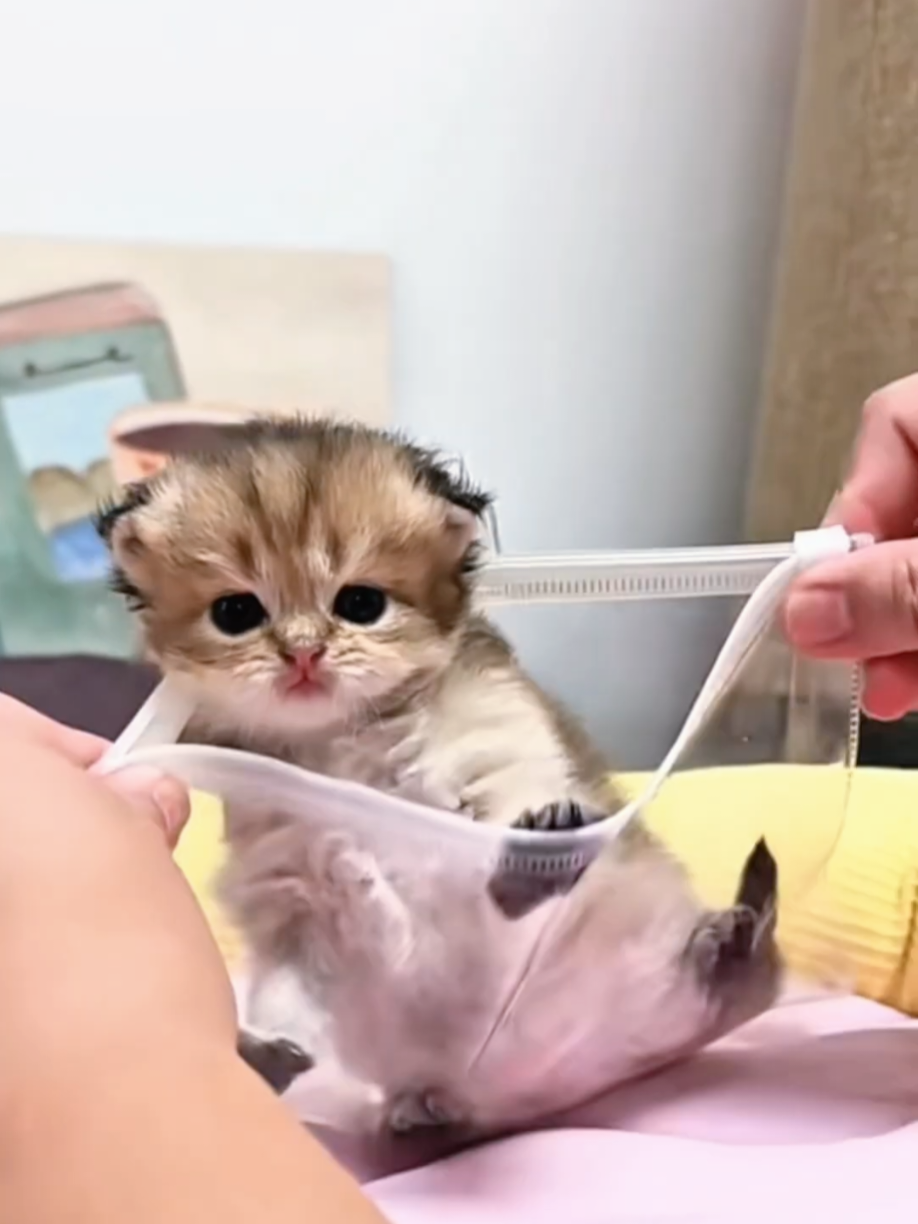 @Cute Cats Zone