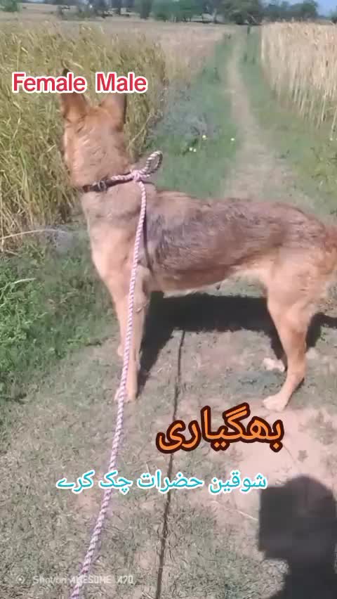 @Arshad Hussain990
