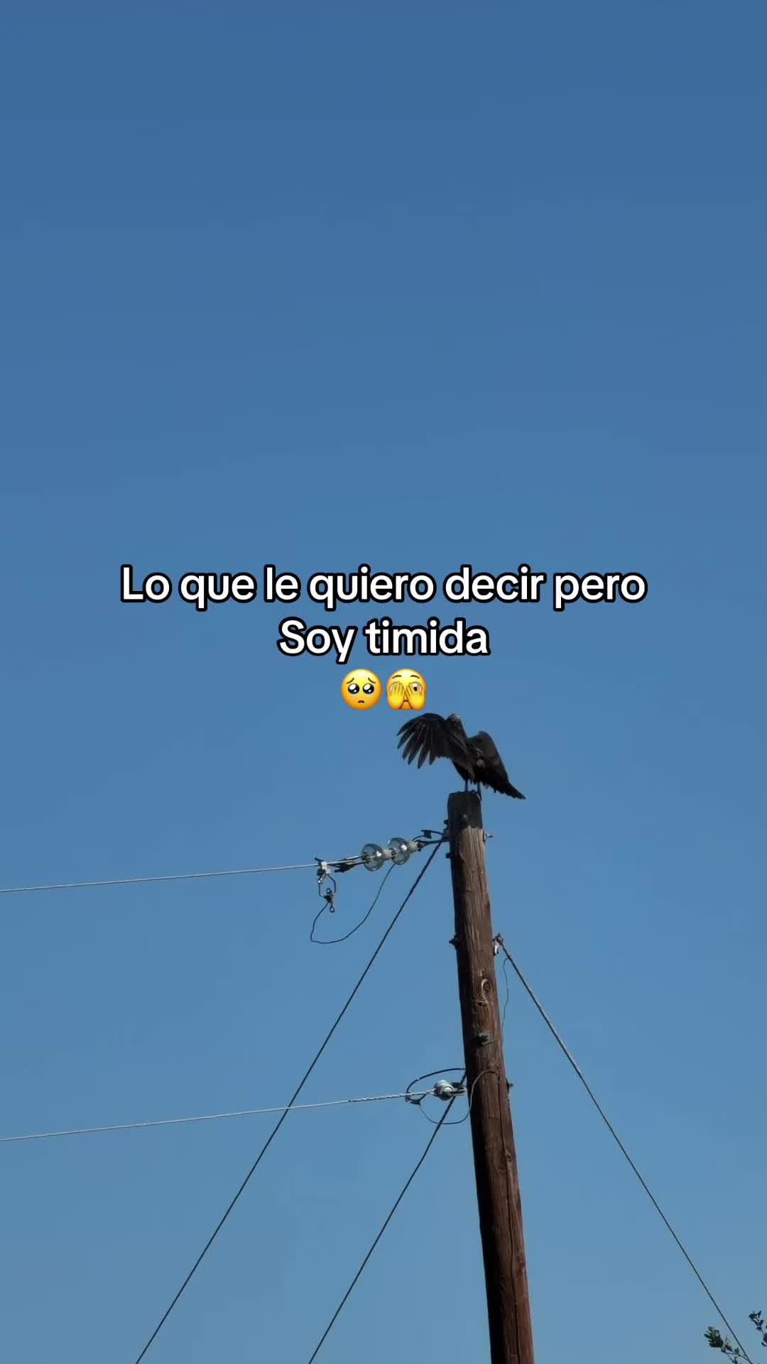 @El Trevol