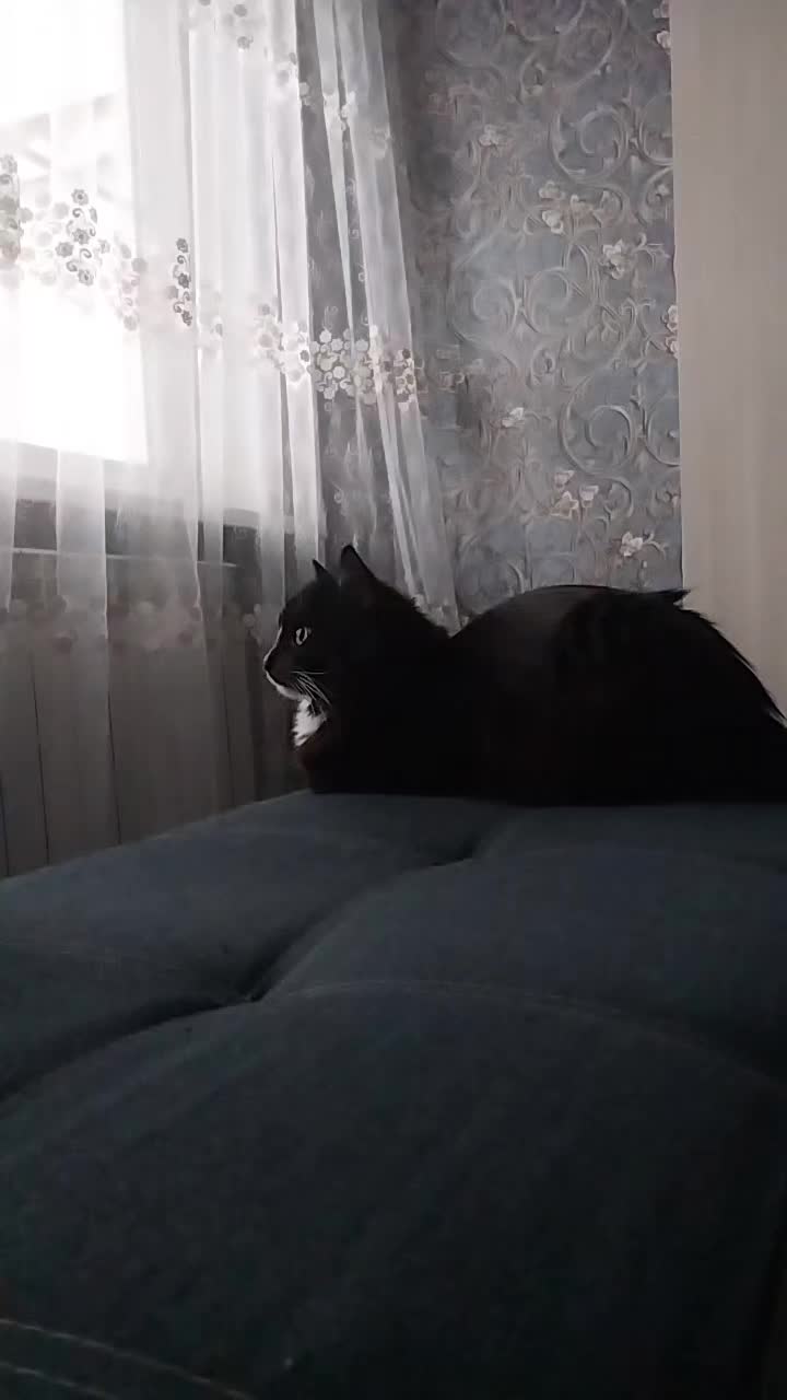 @лилац ∅ (котик хлыщ)