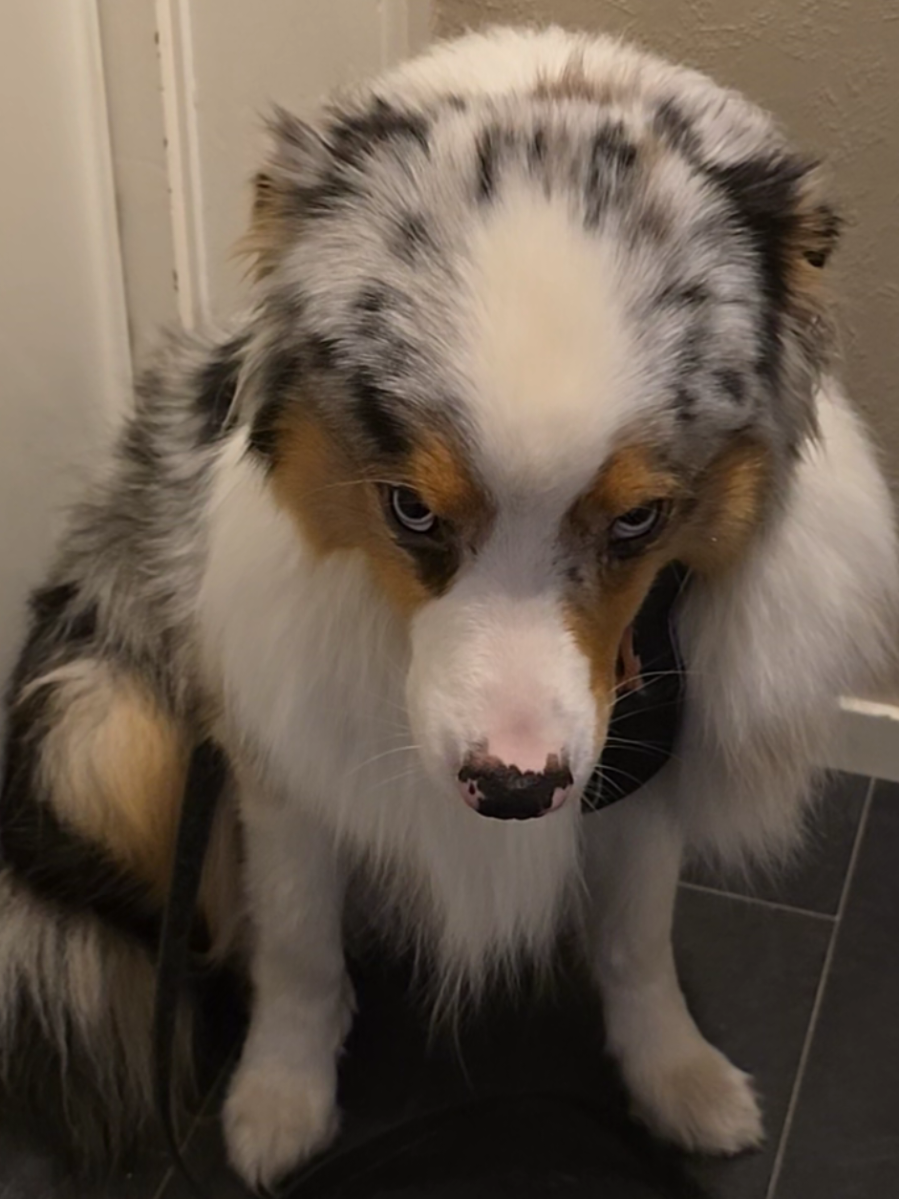 @mr.montytheaussie