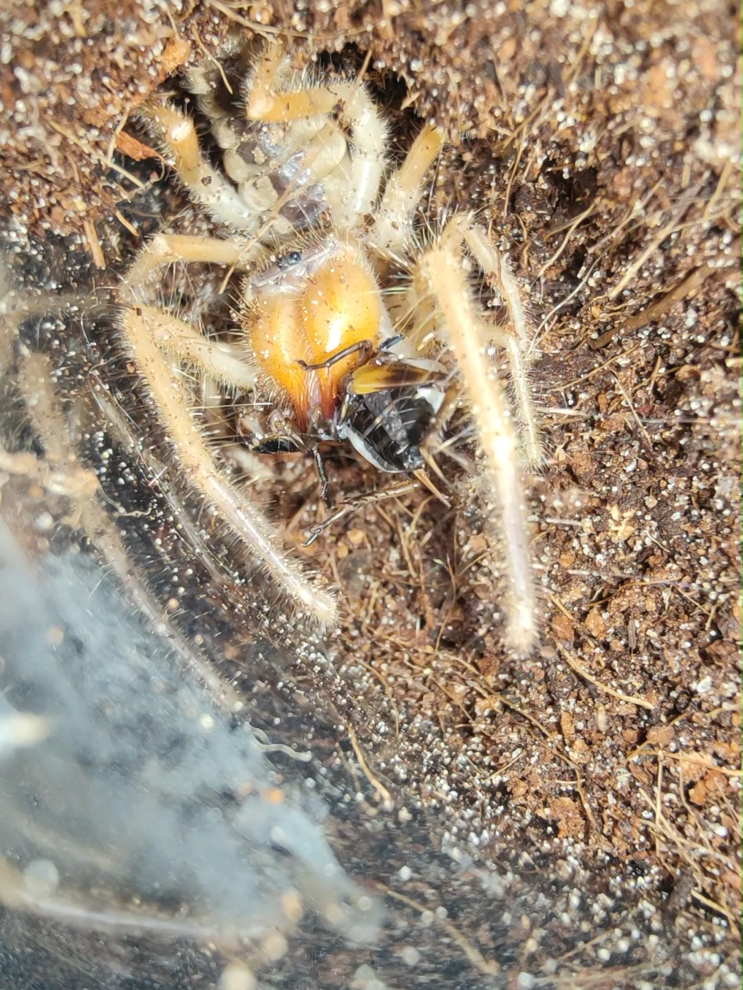 @The Spider Shop