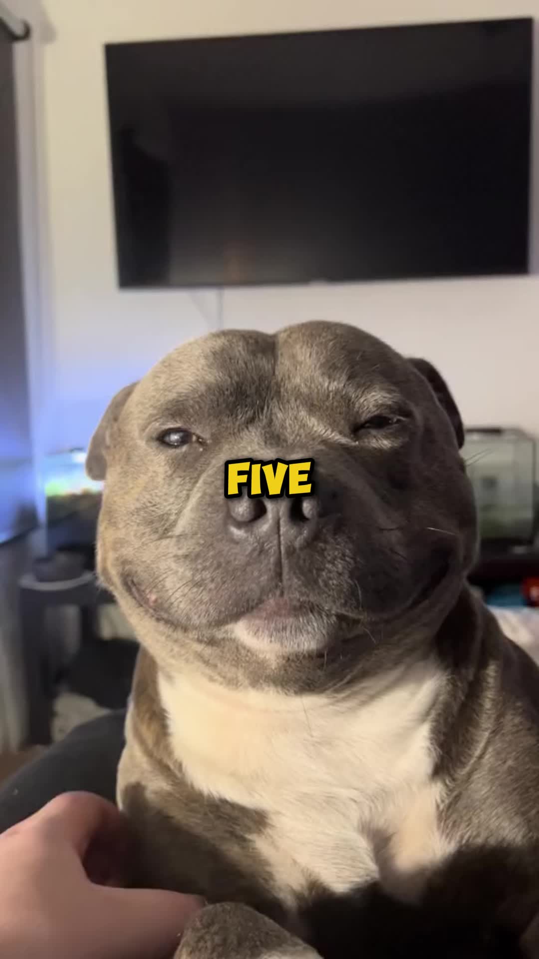@PawblemsDaily