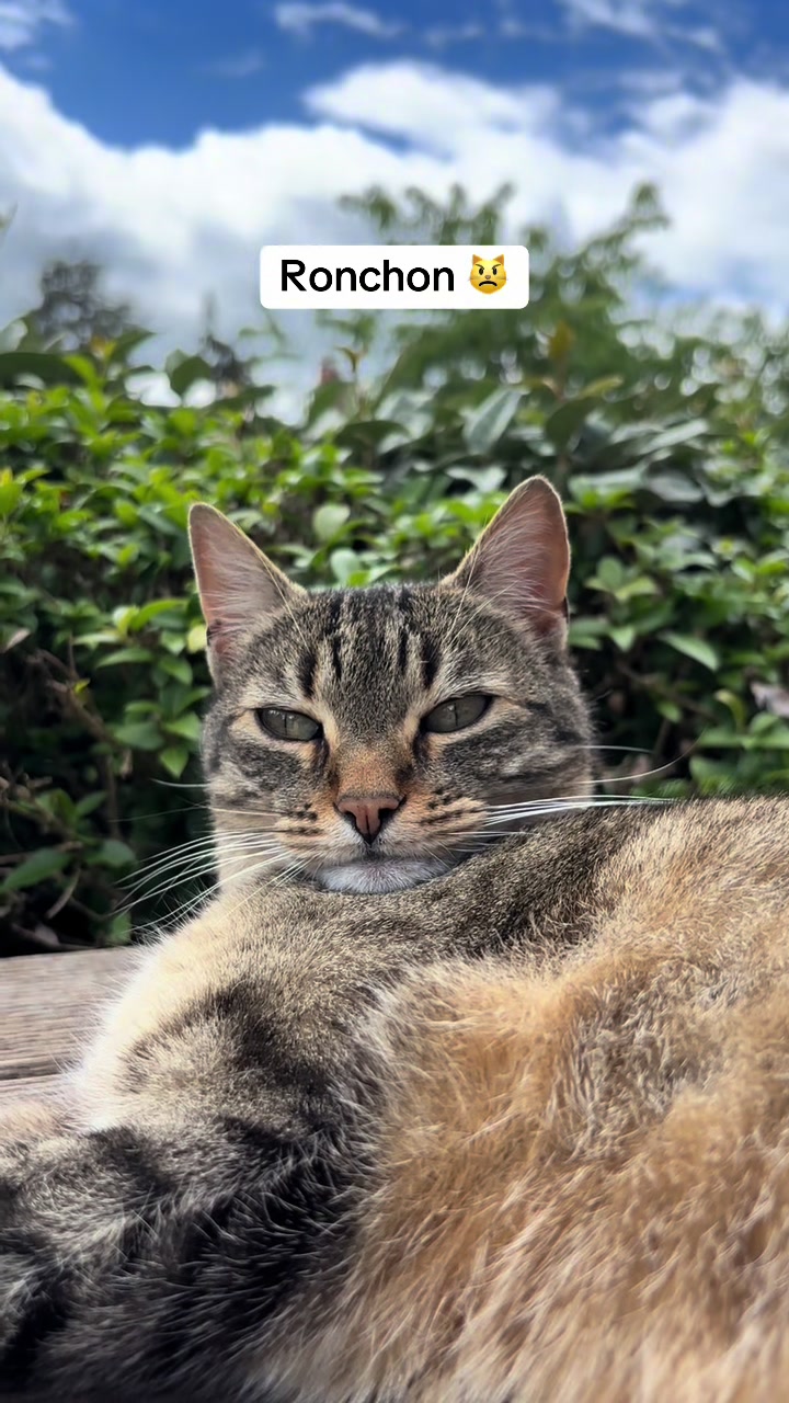 @Bulle la chatte 🐈