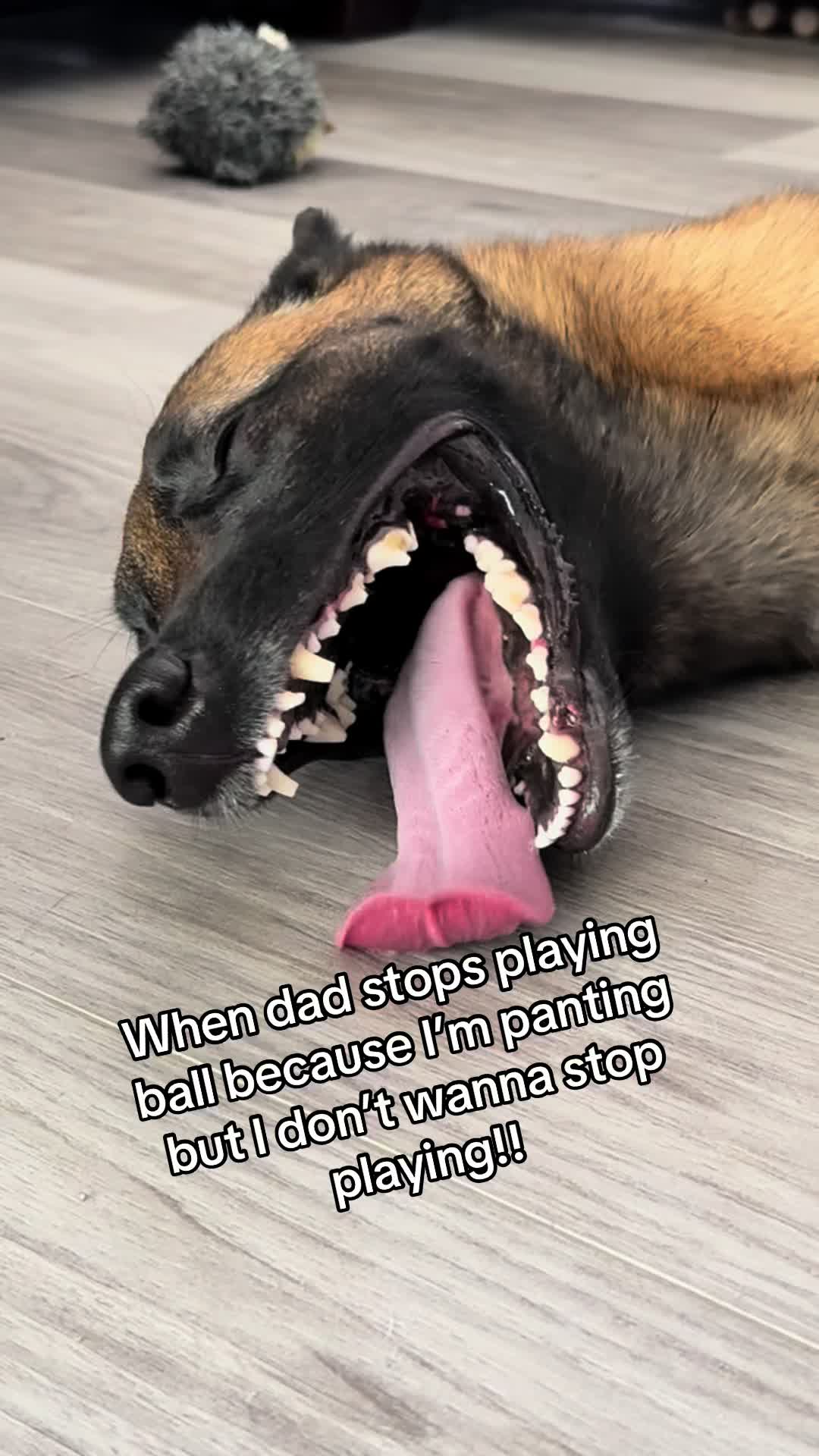 @FitHuskyDad