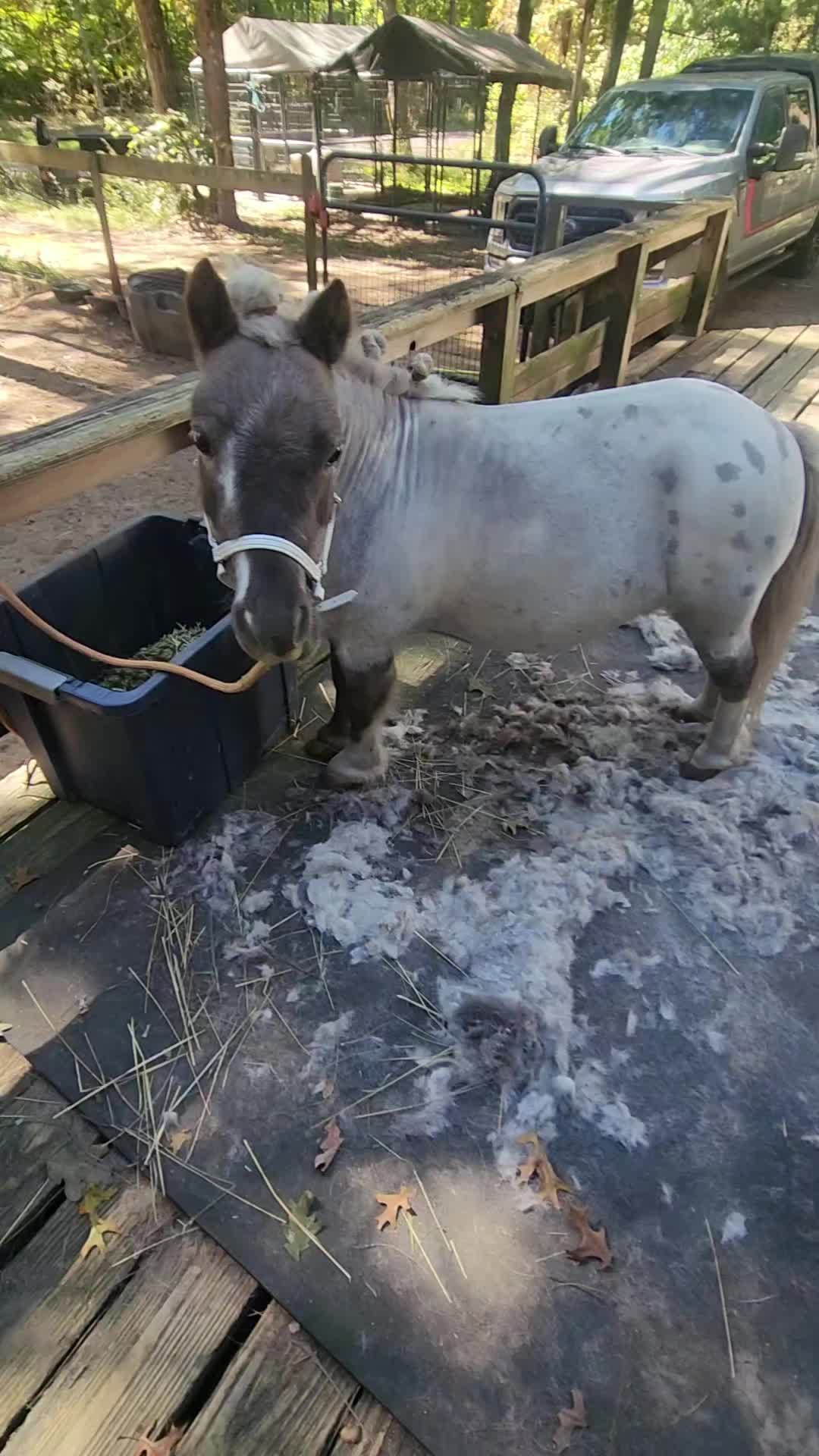 @minihorsemomandtrainer🐴🐴🐴🐴