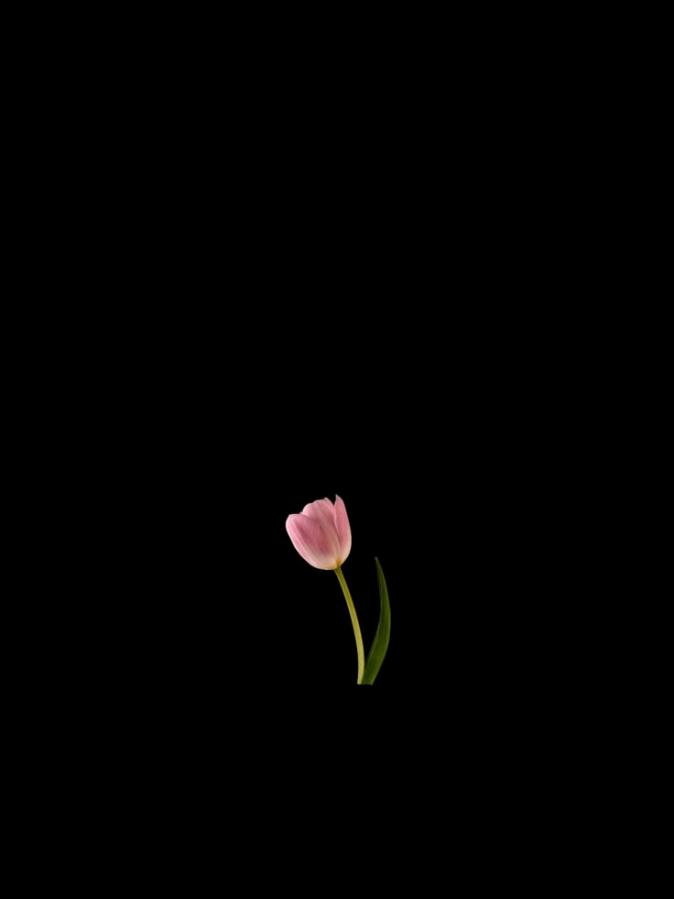 @ش؟ 𓍢ִ໋🌷͙֒