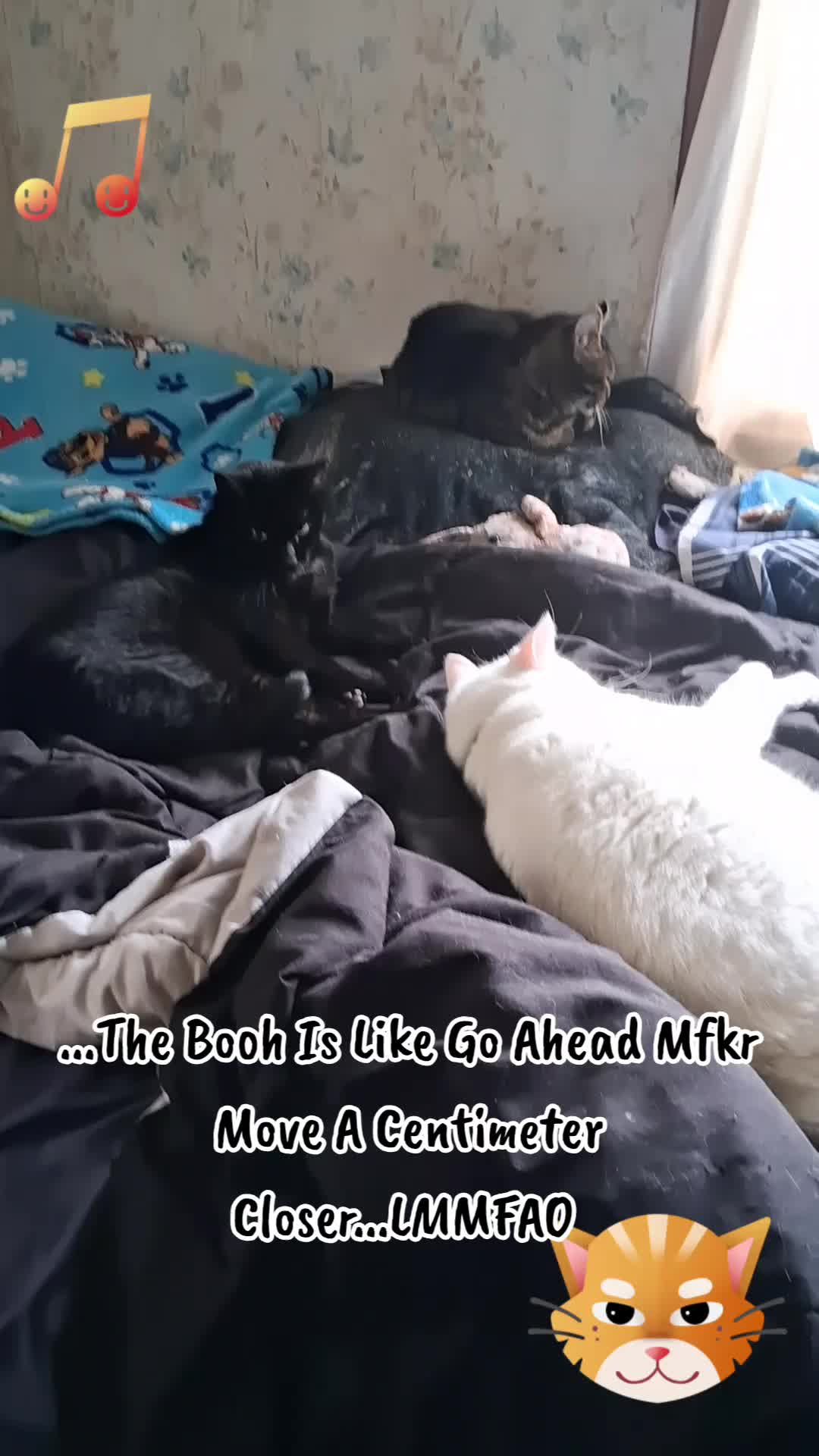@Booh Hovey crazycatlady3