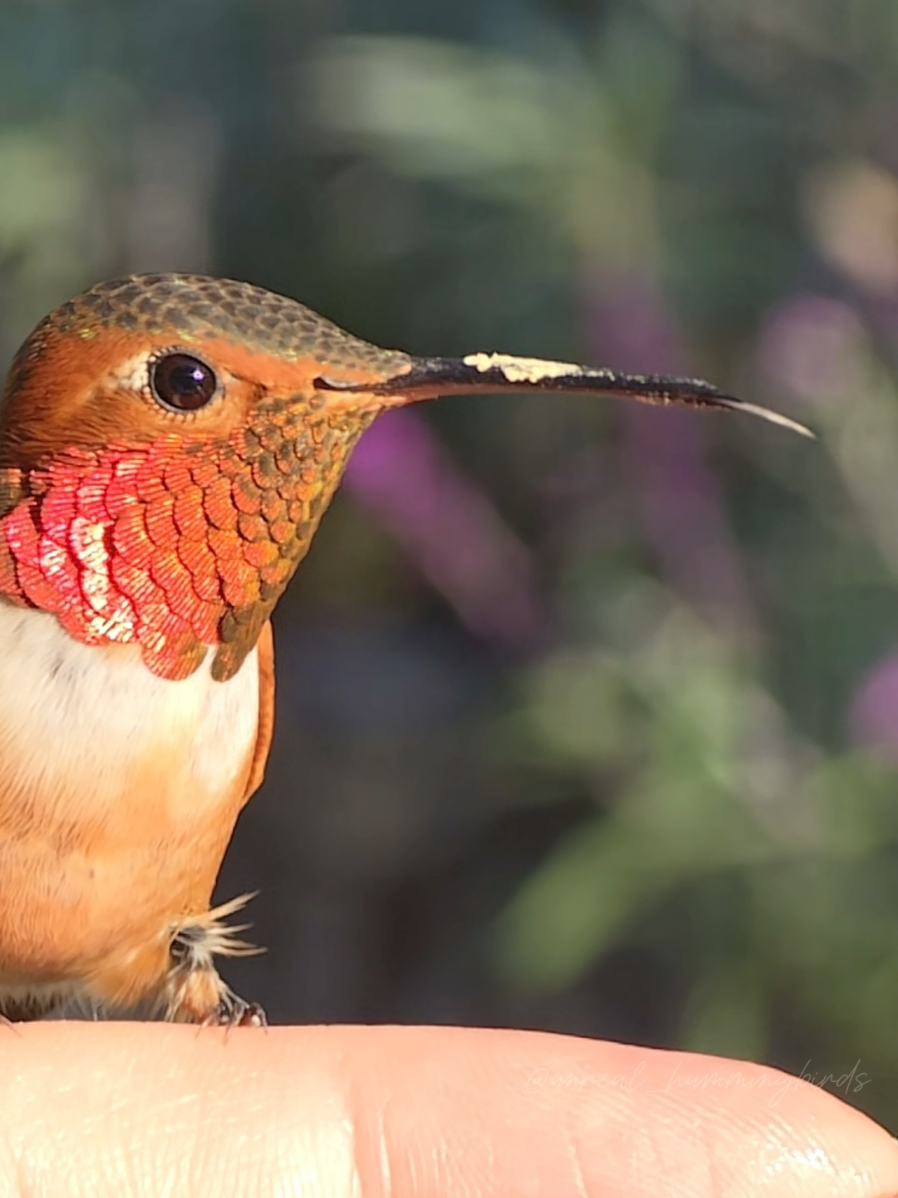 @unreal_hummingbirds