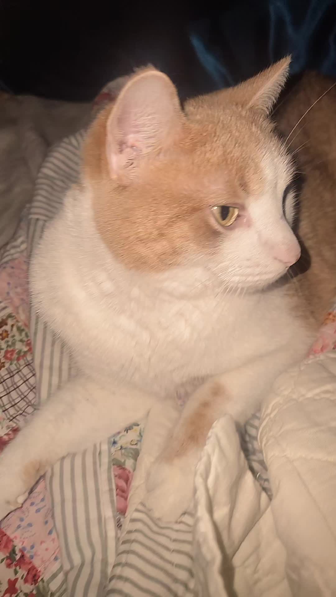 @Cute_kitty