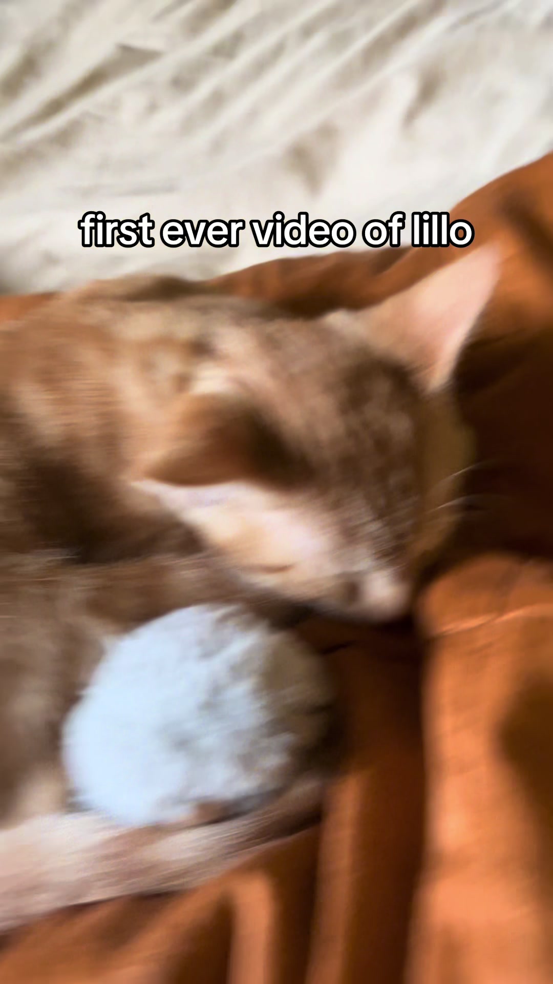@lillo🐱🐈🐾