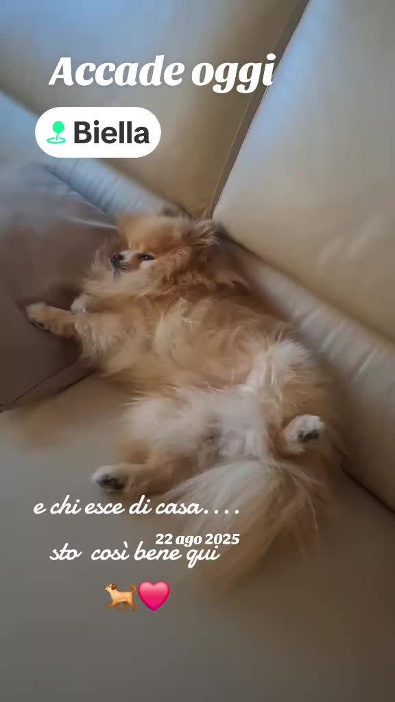 @❤️Milo❤️