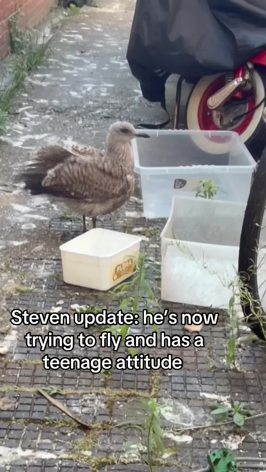 @_thepinkgoat_