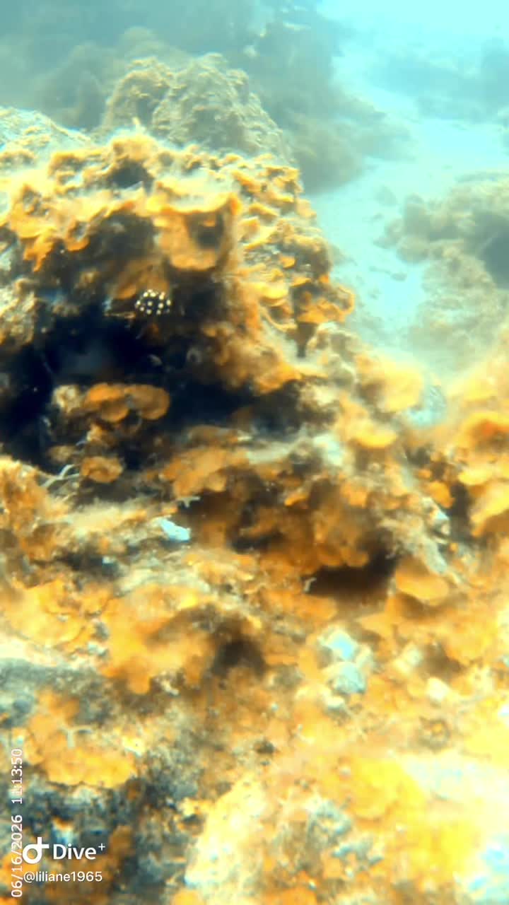 @Divestories Curacao    +Follow