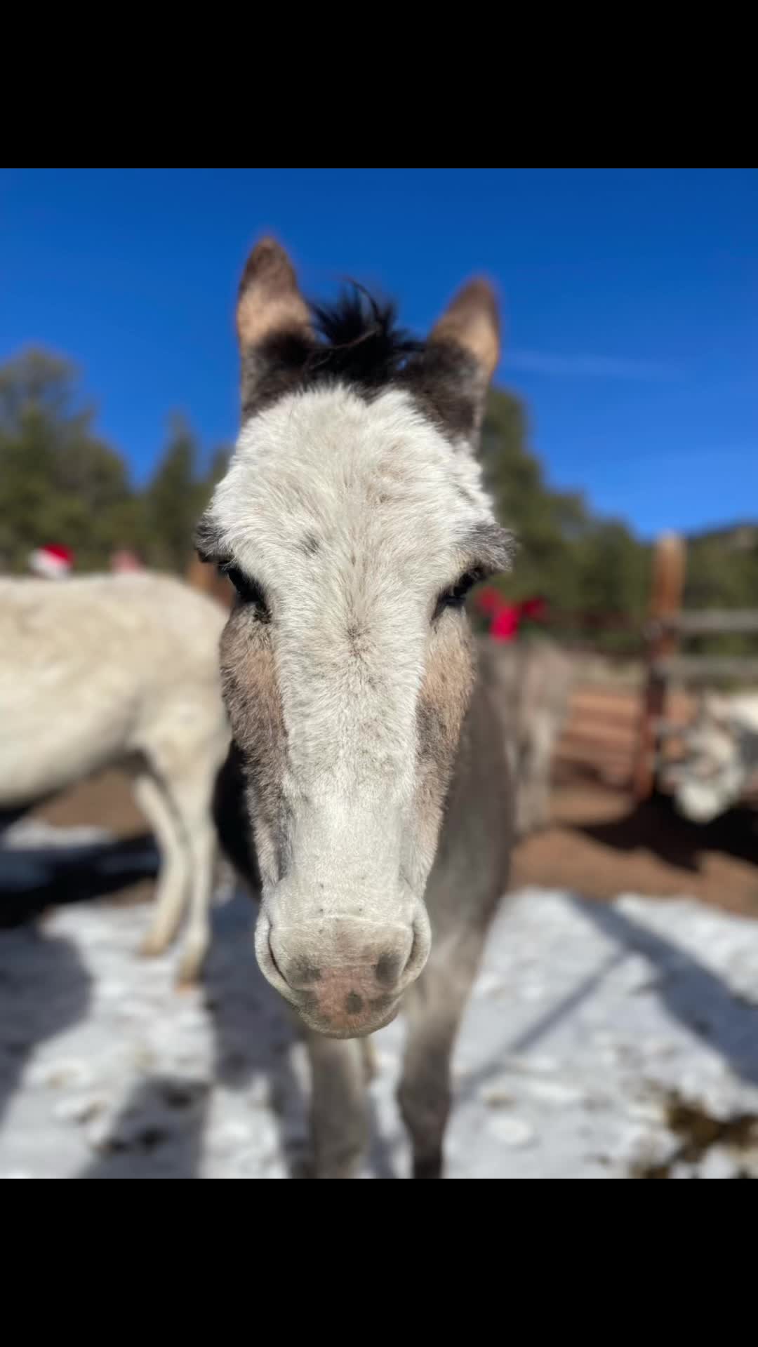 @CCDonkeysOfficial