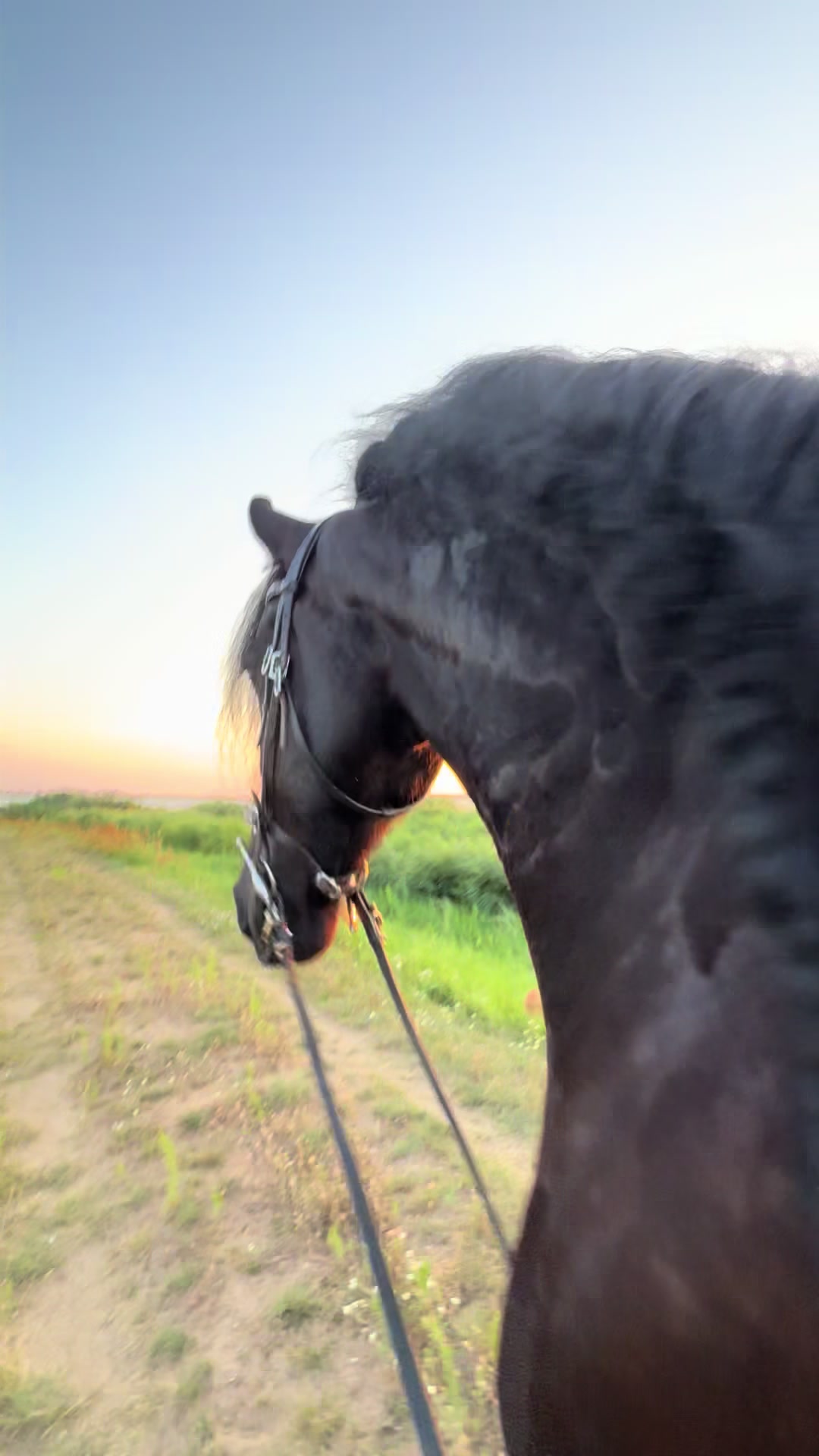 @Horses
