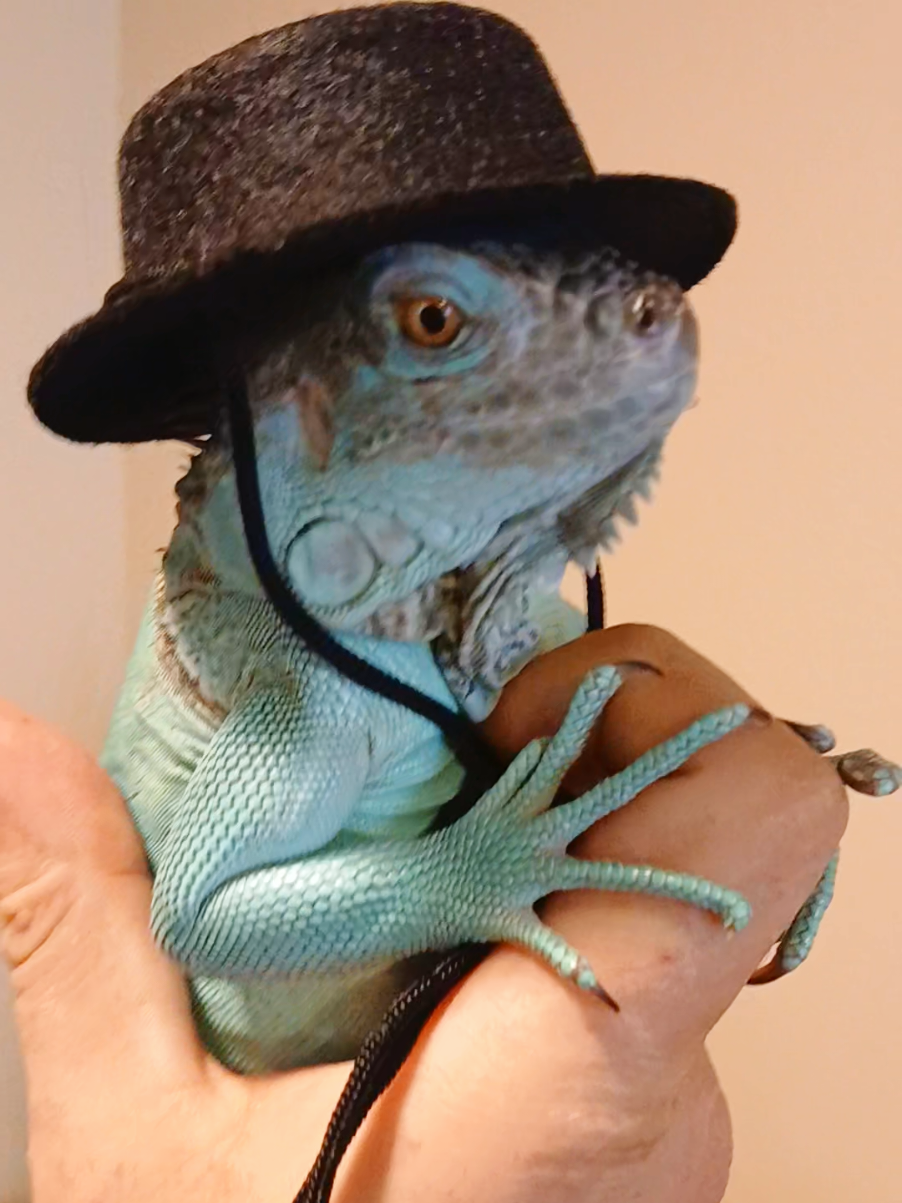 @Jimmy4 🦖