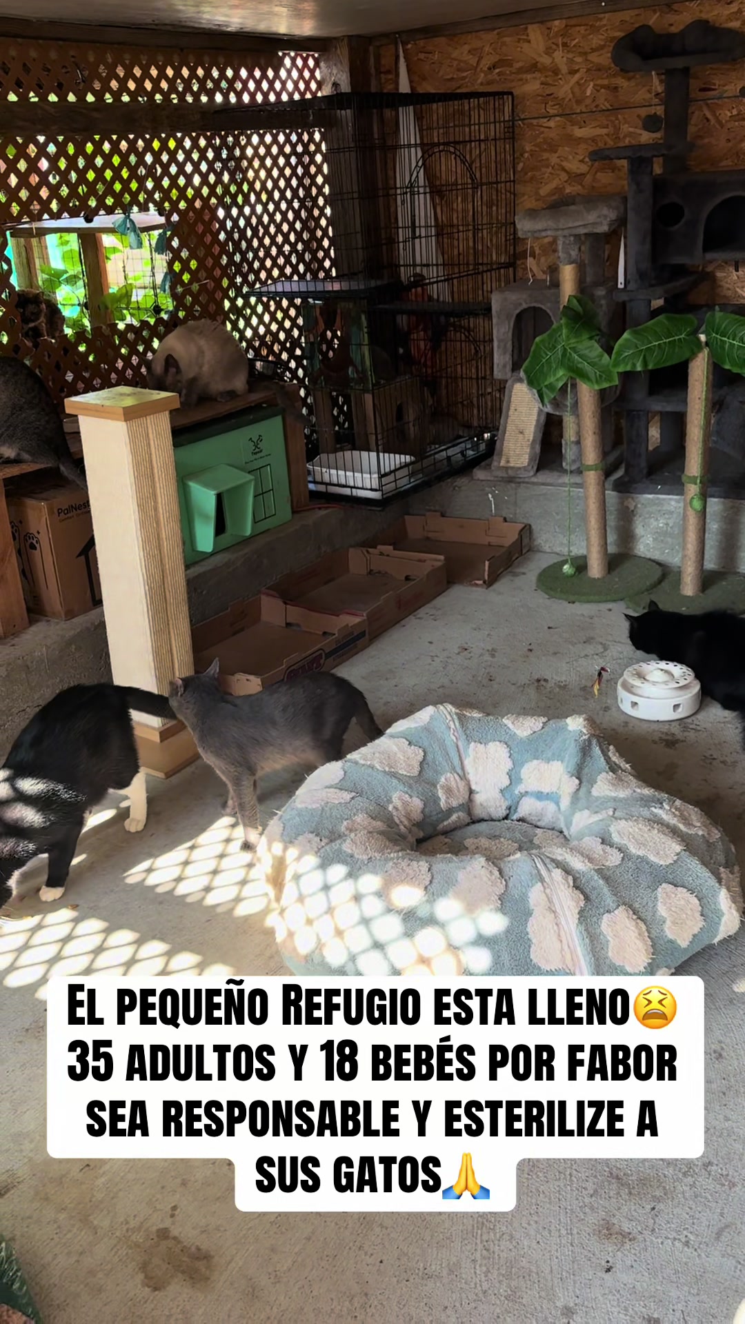 @rescatados por Chase