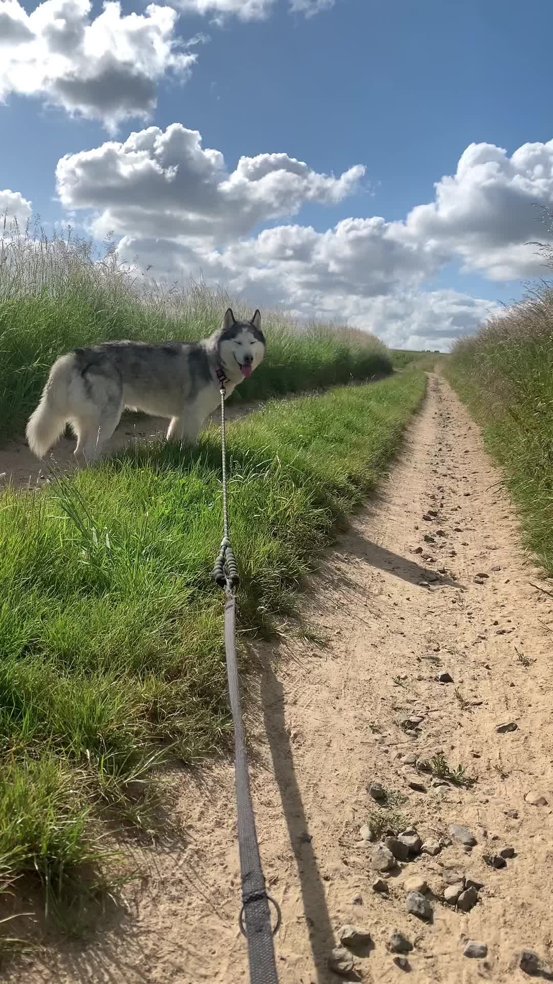 @🐺 PAKO Husky Sibérien