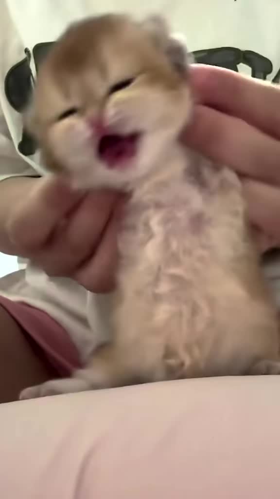 @catbosssss