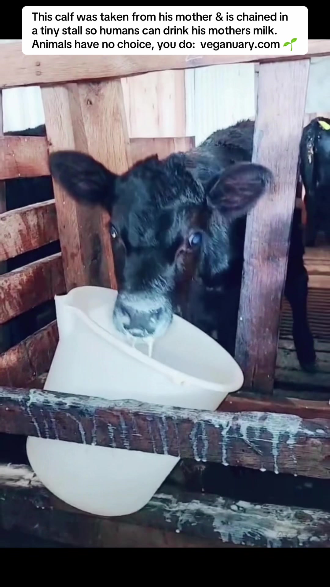 @I Love Animals 💚🌱✌️