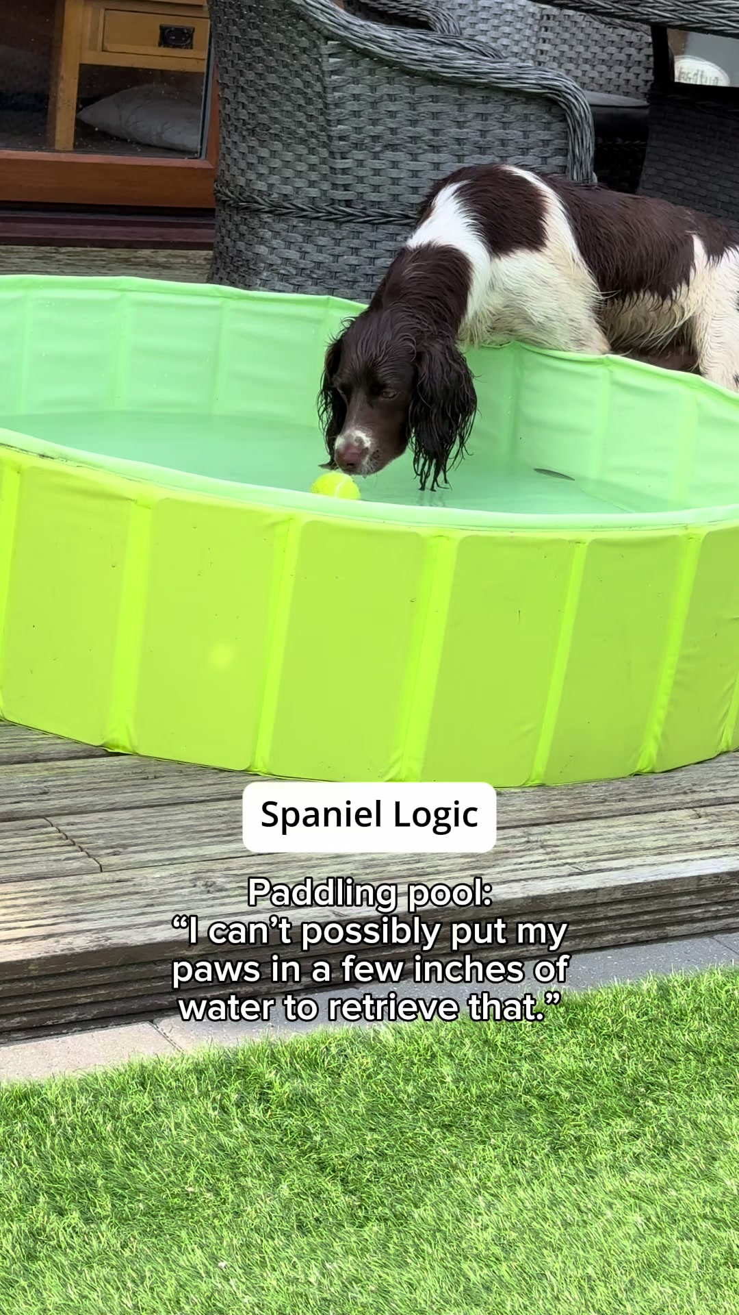 @Jinky Springer Spaniel ๐พ ๐