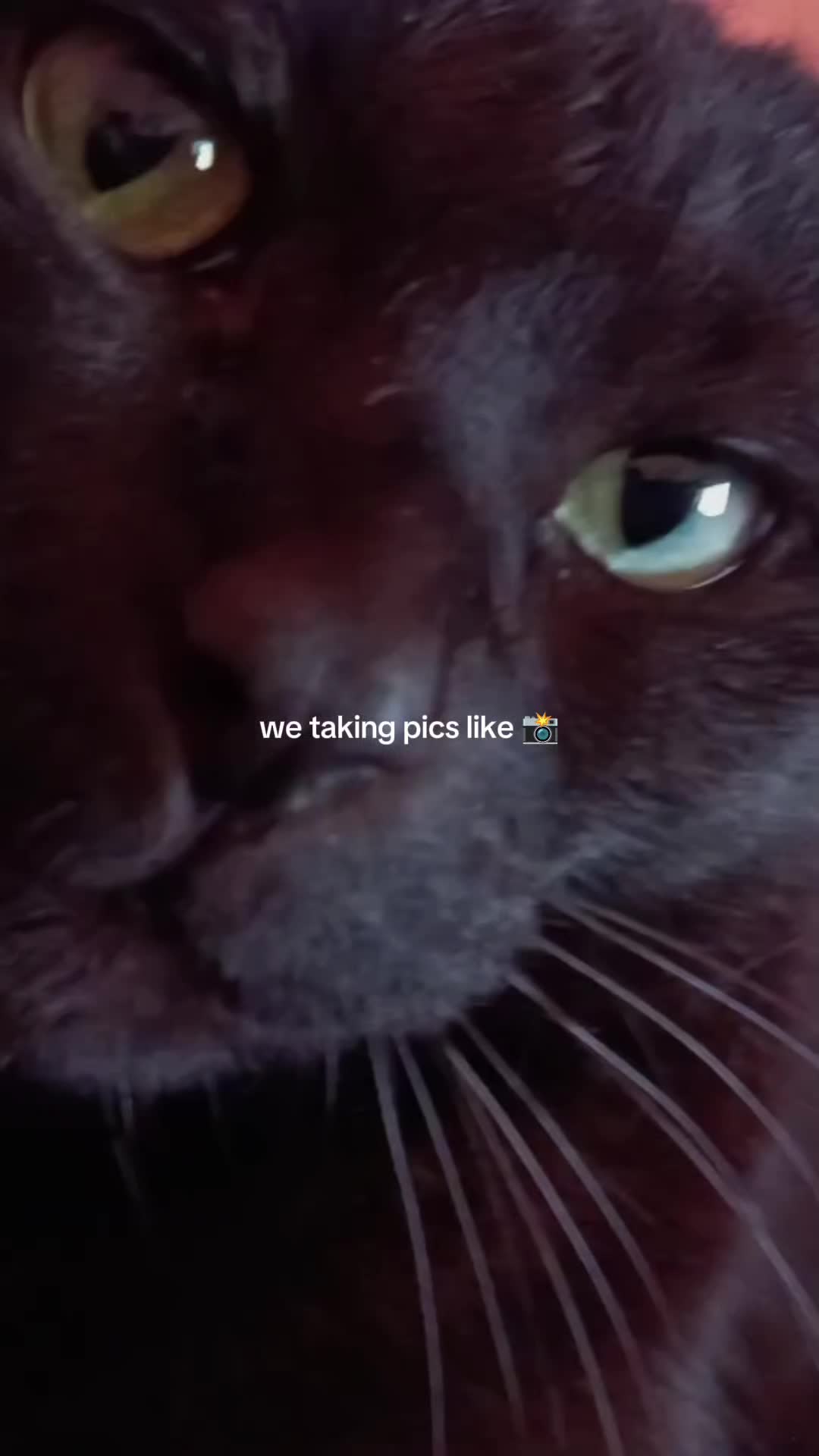 @Mrs.Drenkow_1998_baghira🐾🐈&zwj;⬛