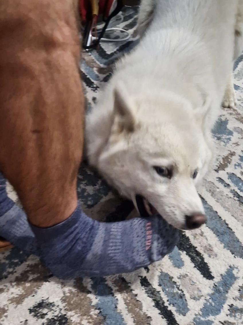 @husky.ananaski
