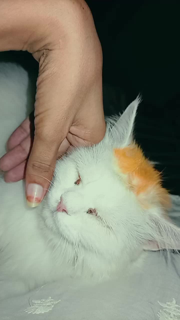 @࿇♥𝕄𝕒𝕙𝕚♥࿇