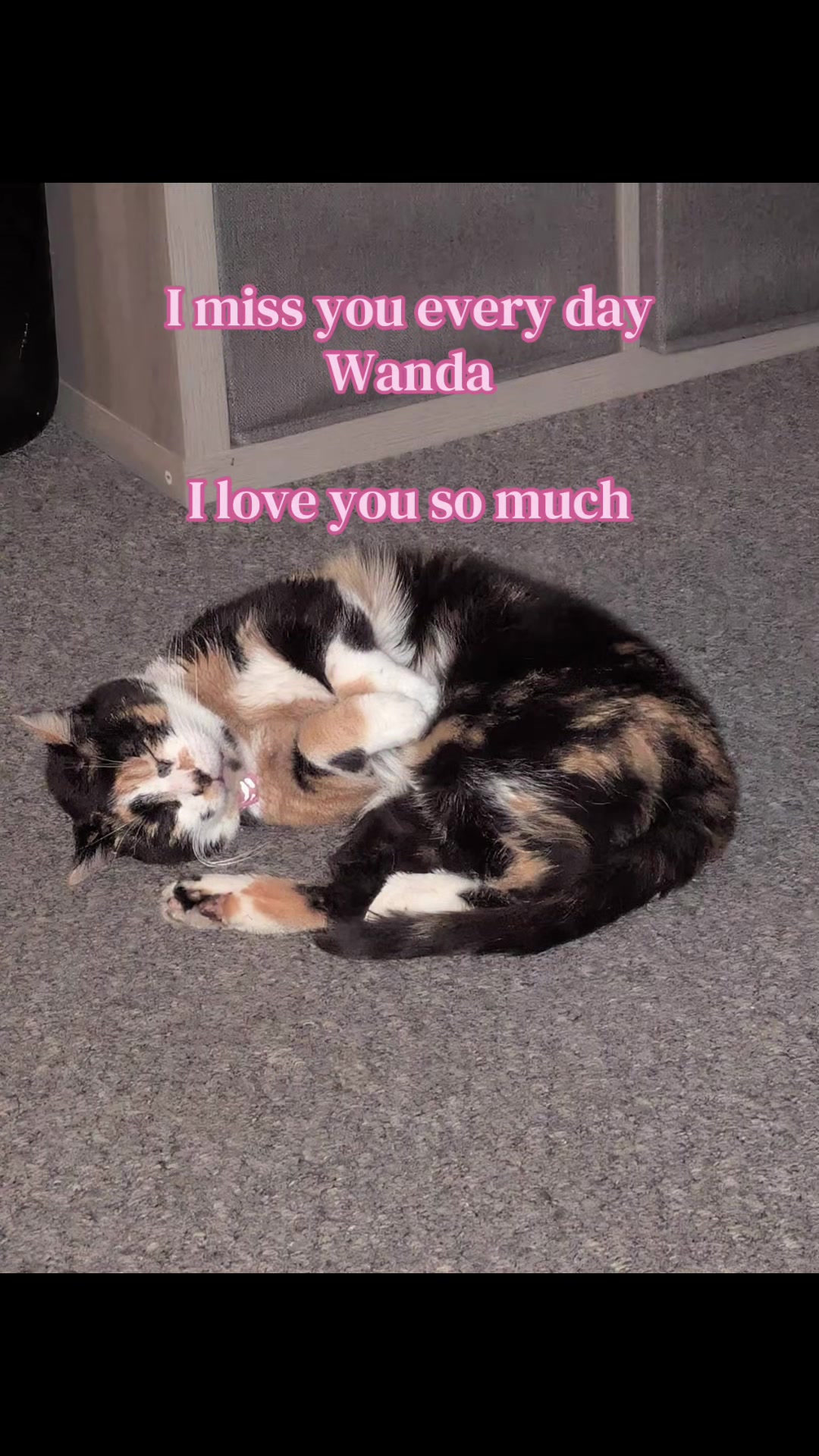 @𝓢𝓪𝓵⭑𓂃𝓦𝓪𝓭𝓮&rsquo;𝓼 𝓫𝓸𝔂♡
