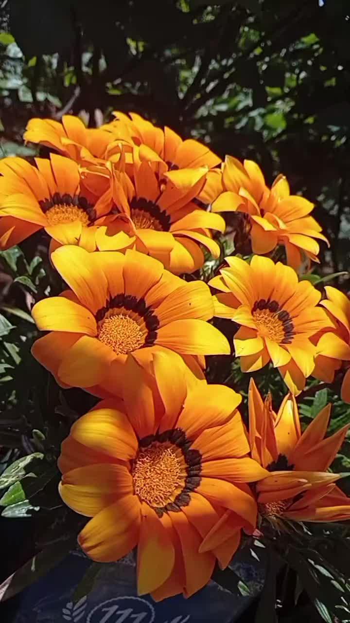 @أثًر  ادلبـﮧَِ💚ۦـية