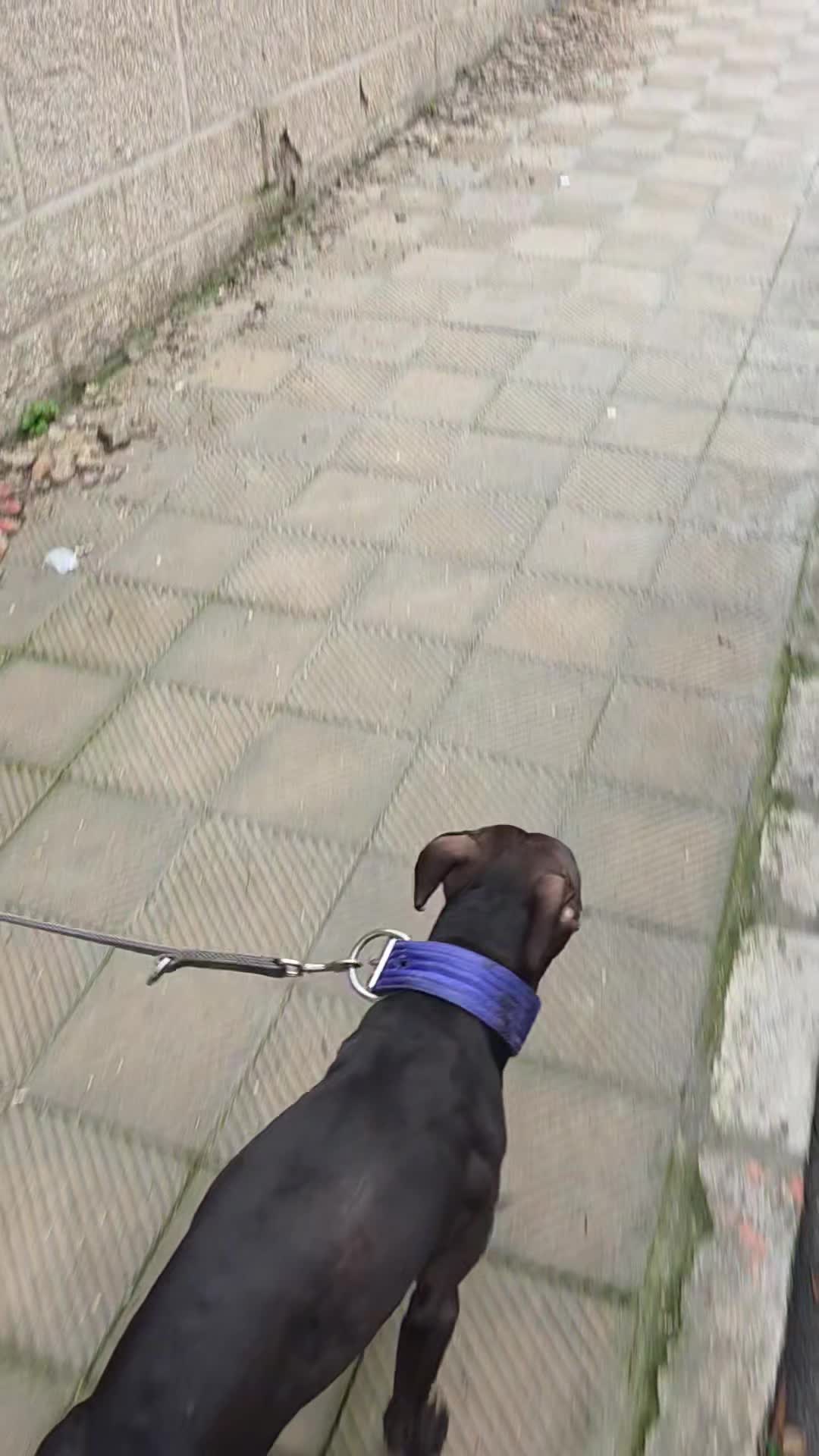 @Raoul's apbt