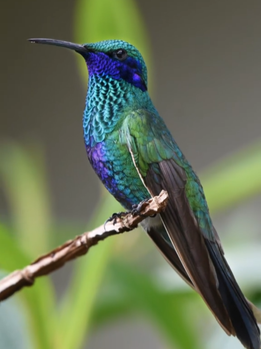@Nature Scope