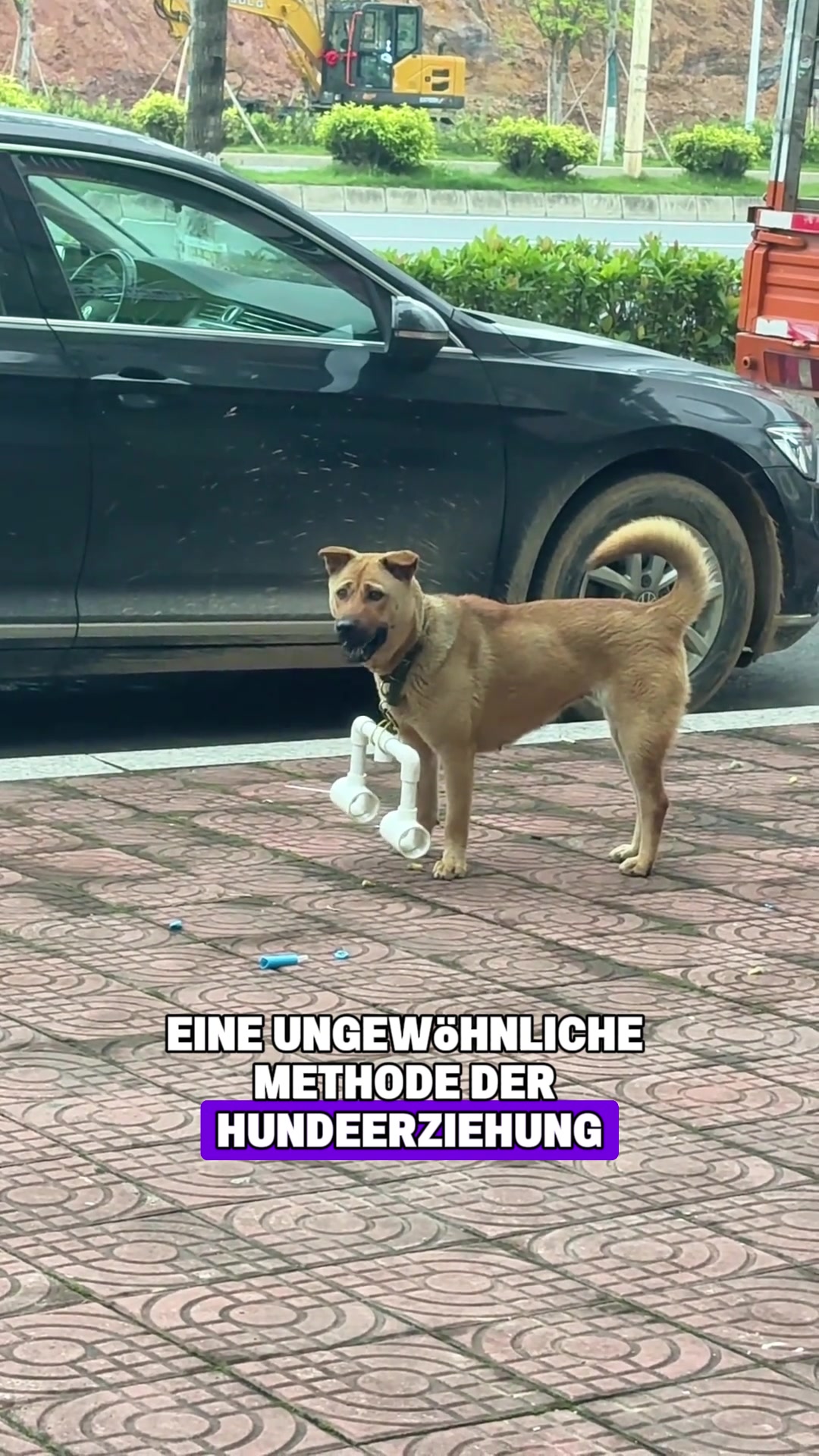 @Tierheim