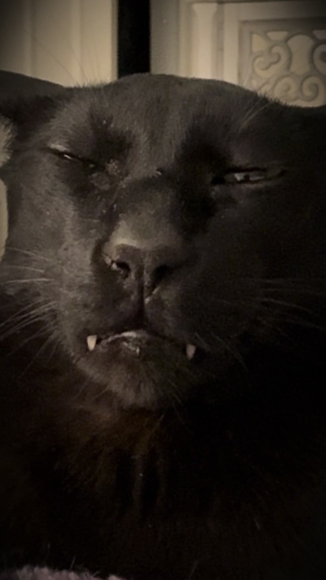 @hobbikats