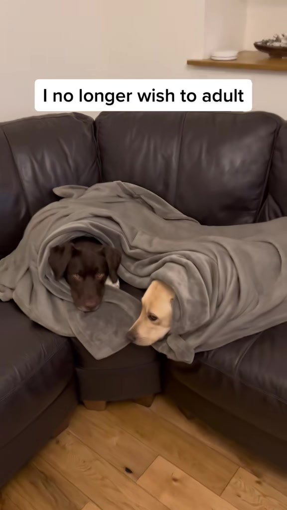 @Kali the Collie Labrador