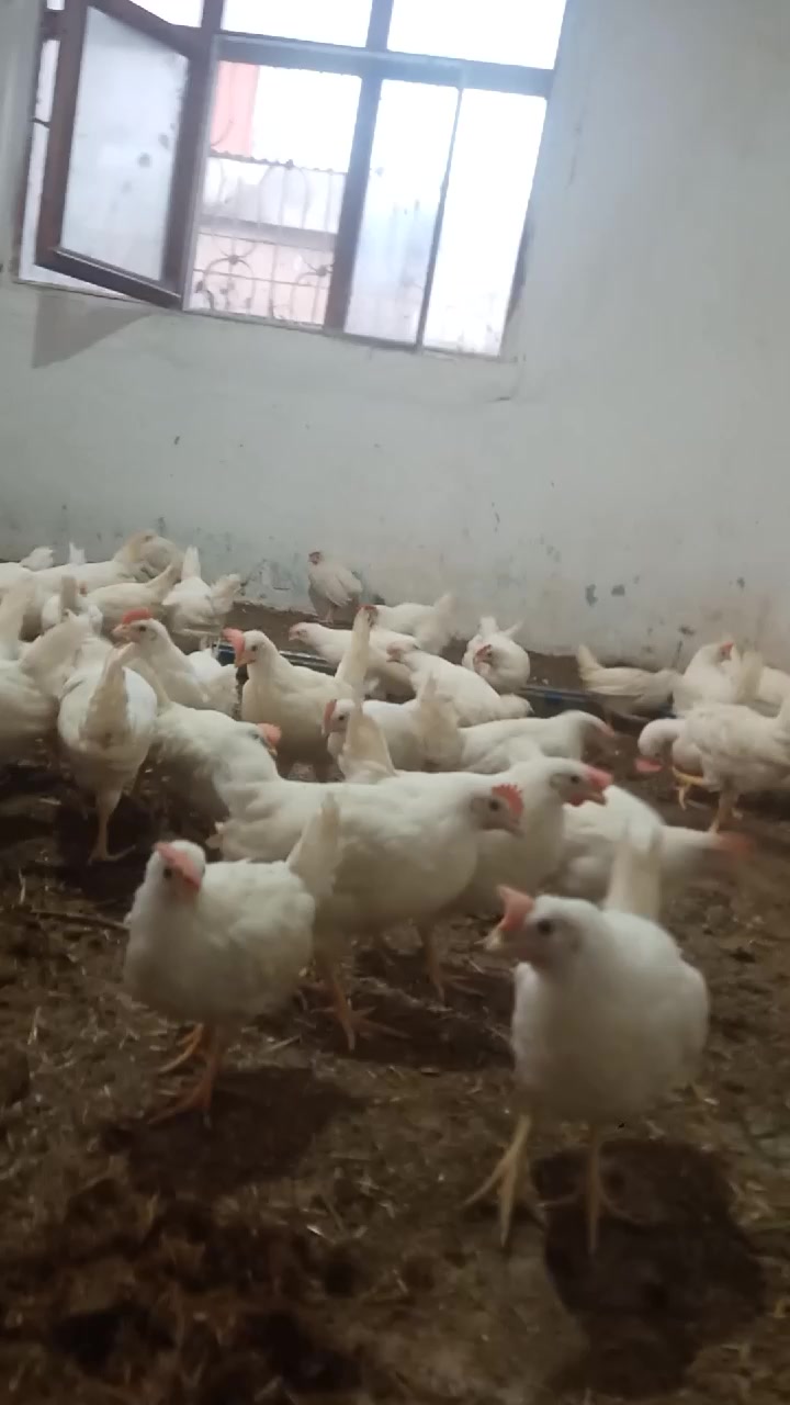 @nefretimsin dünya