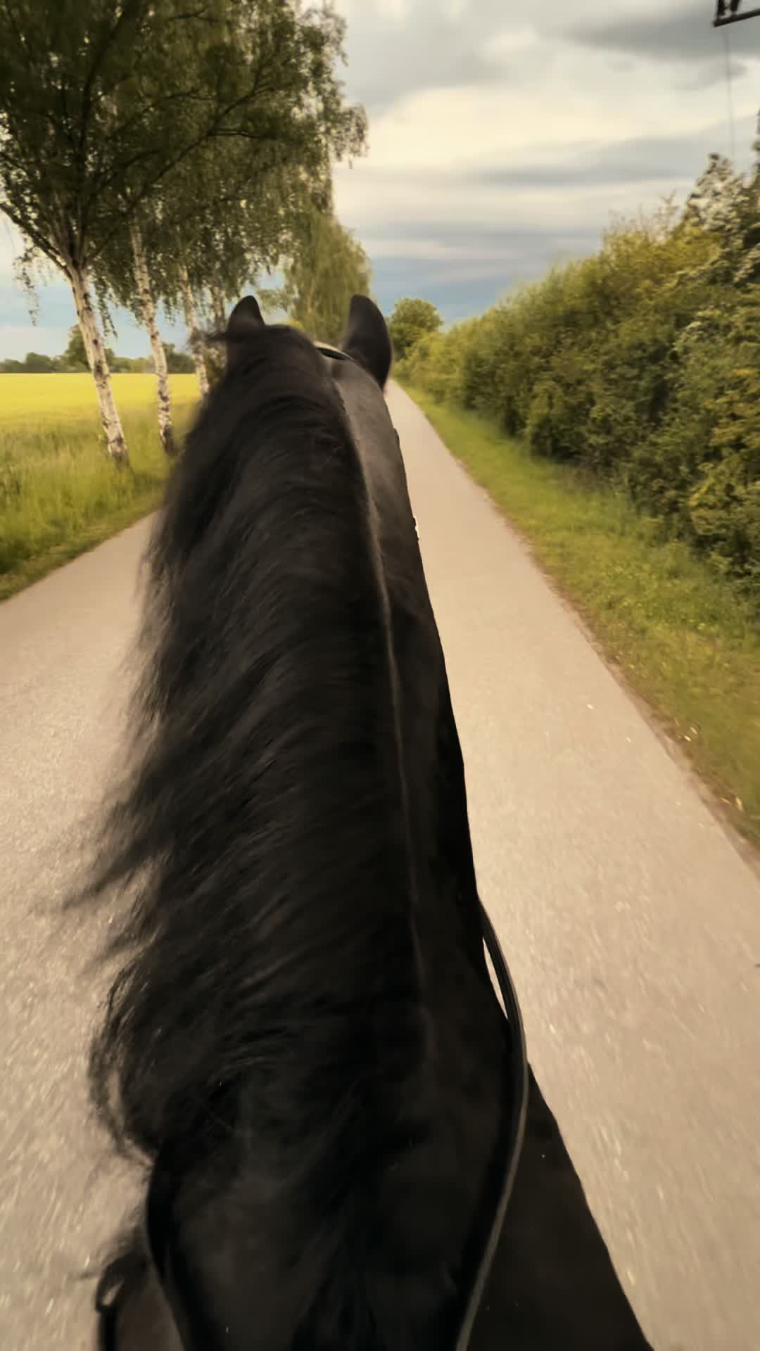 @Horses