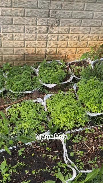 @Mother of Nations 🇺🇸